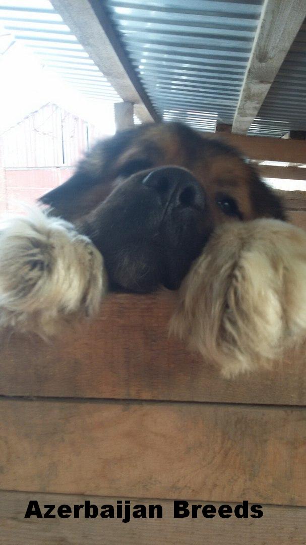 Azerbaijan Shepherd Dog