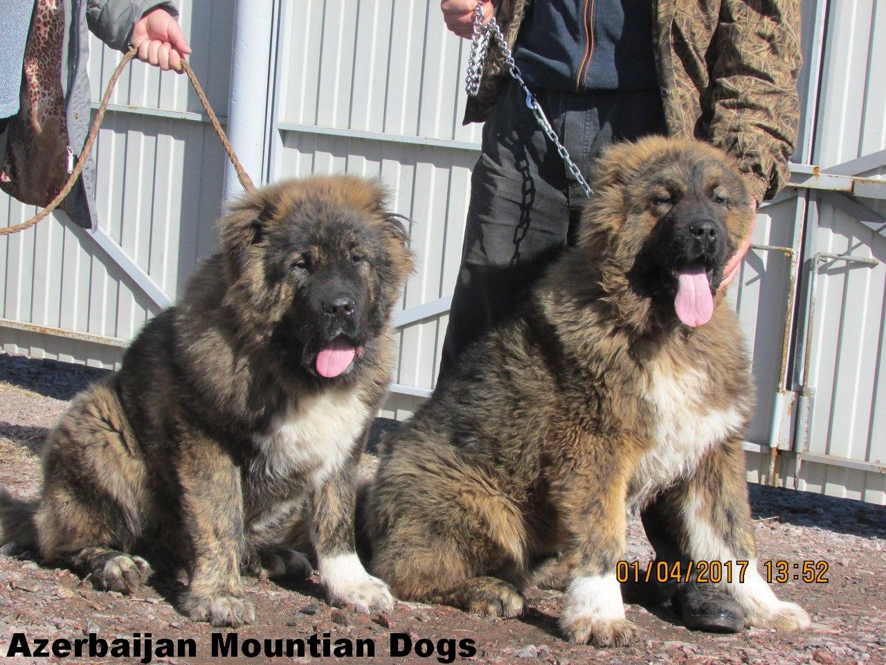 Azerbaijan Shepherd Dog