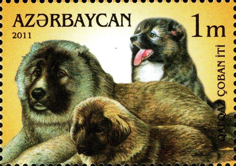 Azerbaijan shepherds