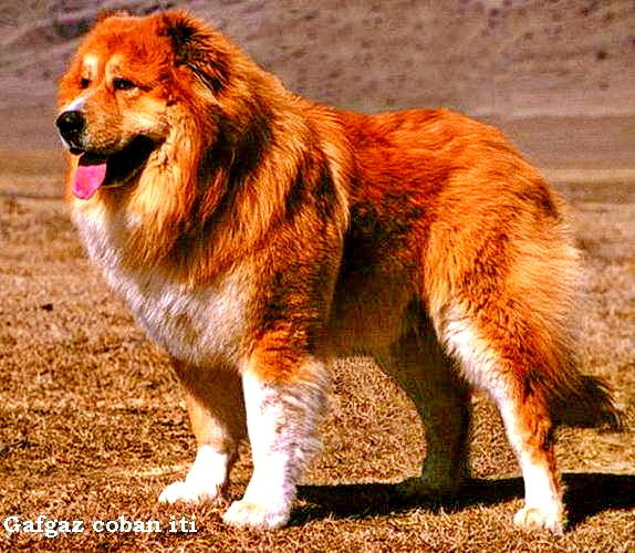 Azerbaijani Shepherd Dog 
georgi simba