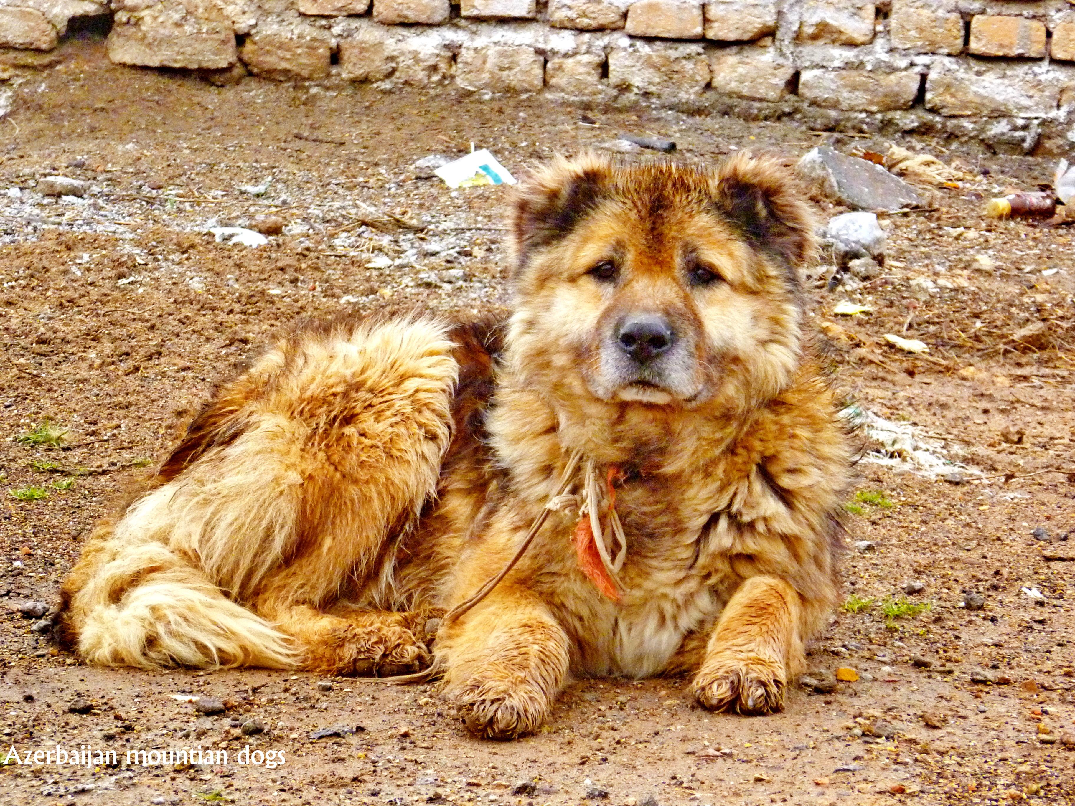 Azerbaijani Shepherd Dog