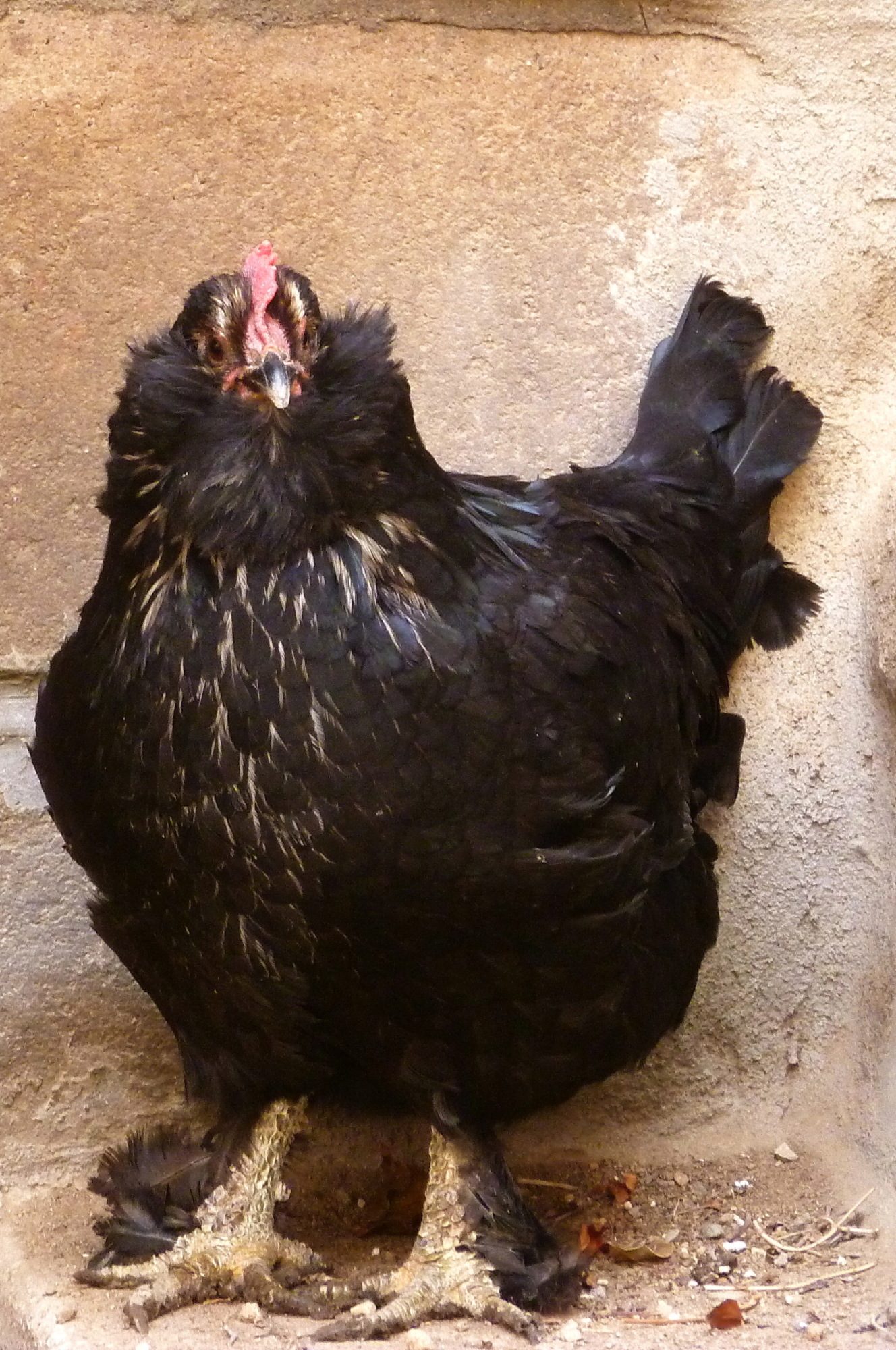 AZERI BREED MARAND HEN