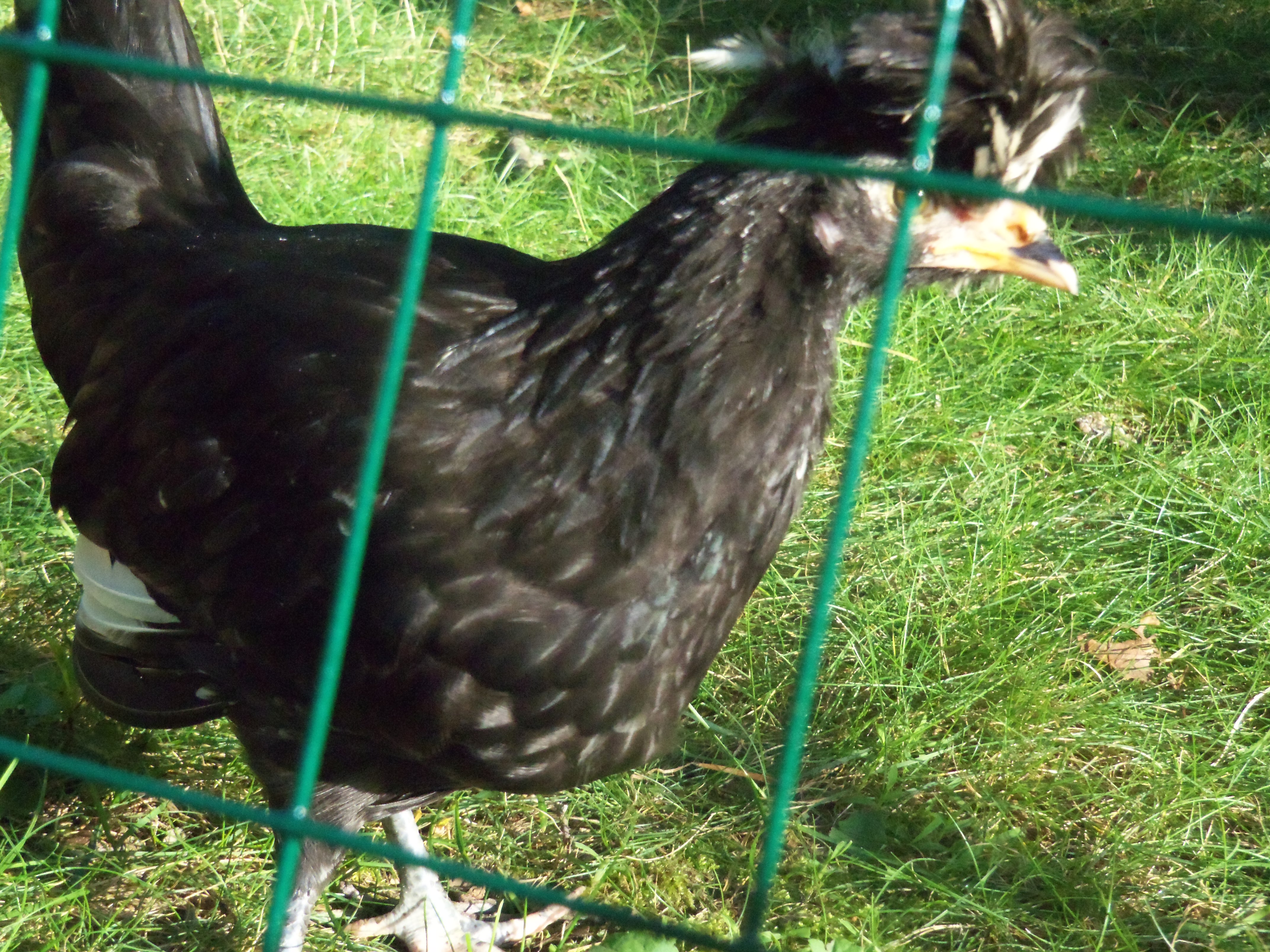 Azura (DA), supposed to be a White Crested Blue Polish, but is a light black with iridescent black lacing and the most pathetic crest ever.