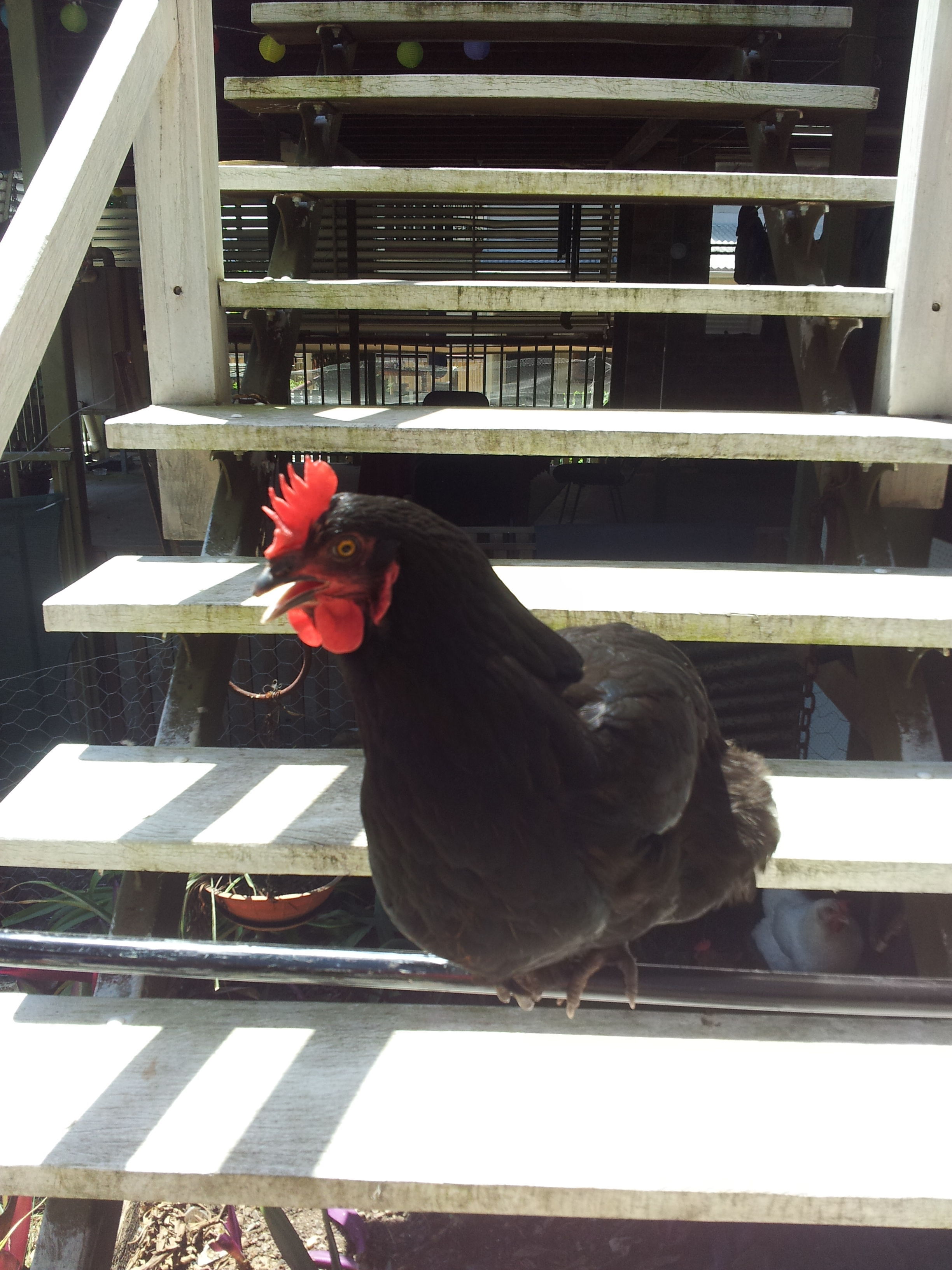 Azura, my Australorp