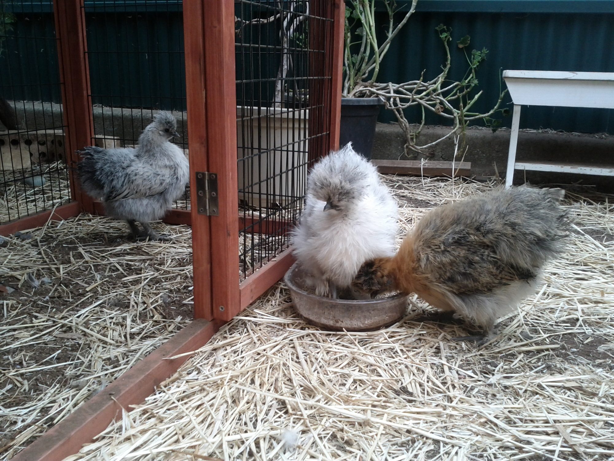 Azzie, Splash and Morena. Splash looks nearly white here. Must be the lighting. Originally, she and Azzie were both completely blue but when I went to collect them when they were 6 wks old, they had changed to this speckled colour (Splash), which the breeder, jokingly, had named them Salt and Pepper. I, nearly, called them that but as I was going to give one away as a Xmas present,..... The name, "Azzie" is a variation of the Spanish word for 'blue' which is "Azul". Being part Spanish, I, occasionally, use Spanish names, like, "Morena", which is Spanish for "many browns". Yes. I realise that she is a Partridge colour.