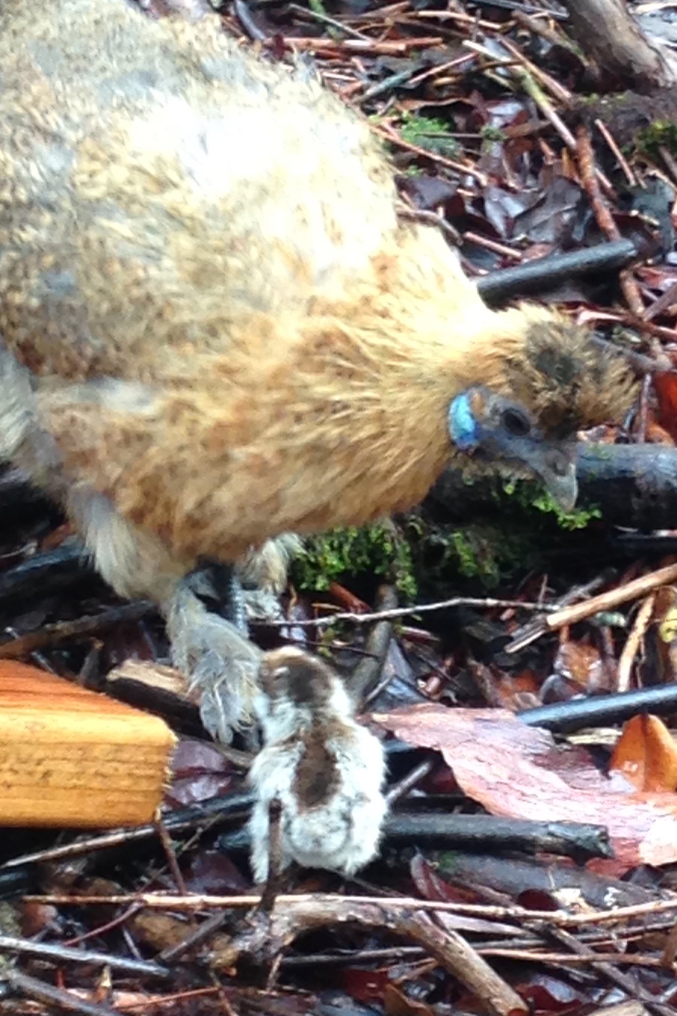 B. B. & her Tiny Man