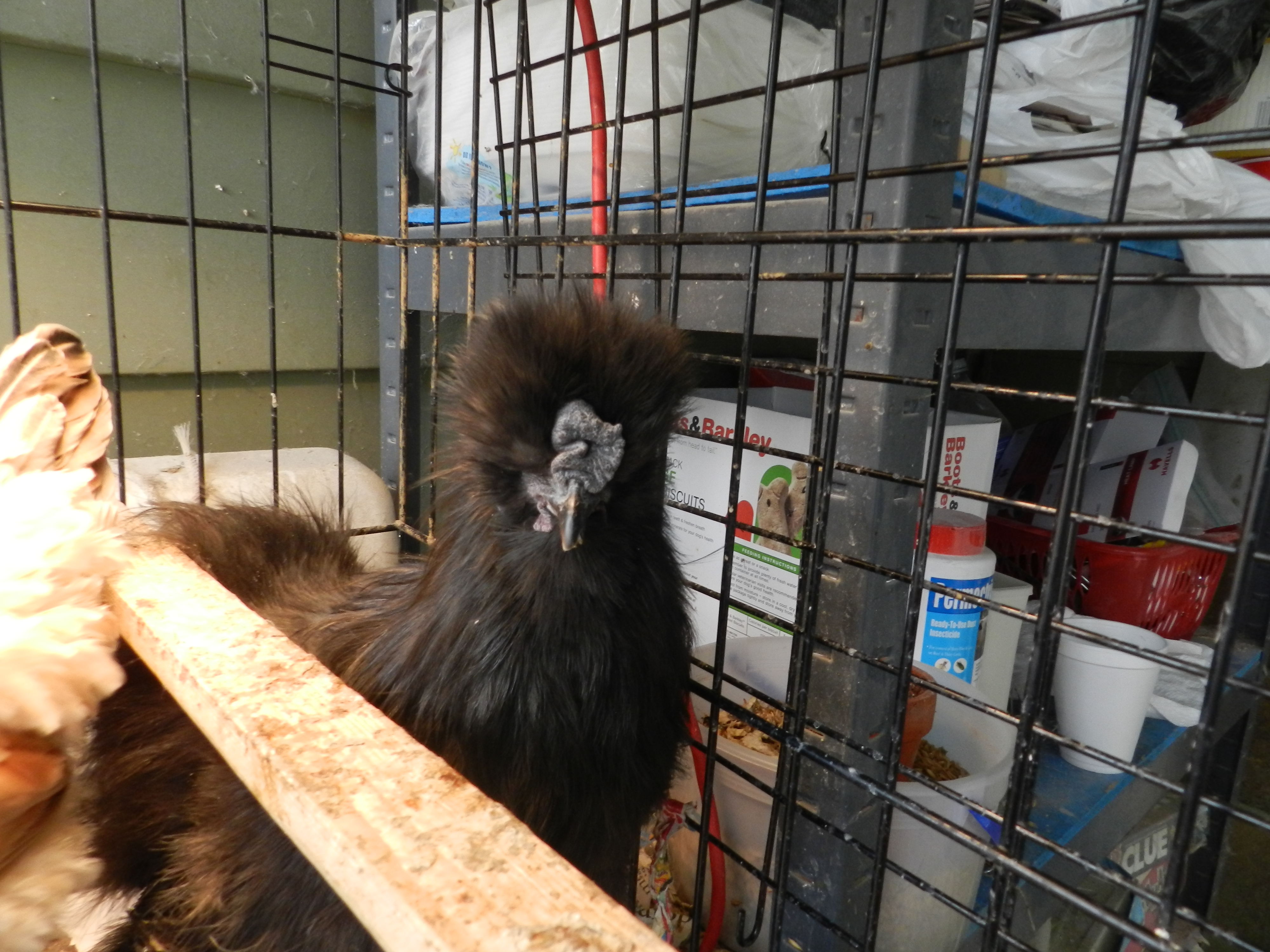 B.B. King my first roo a dark blue silkie