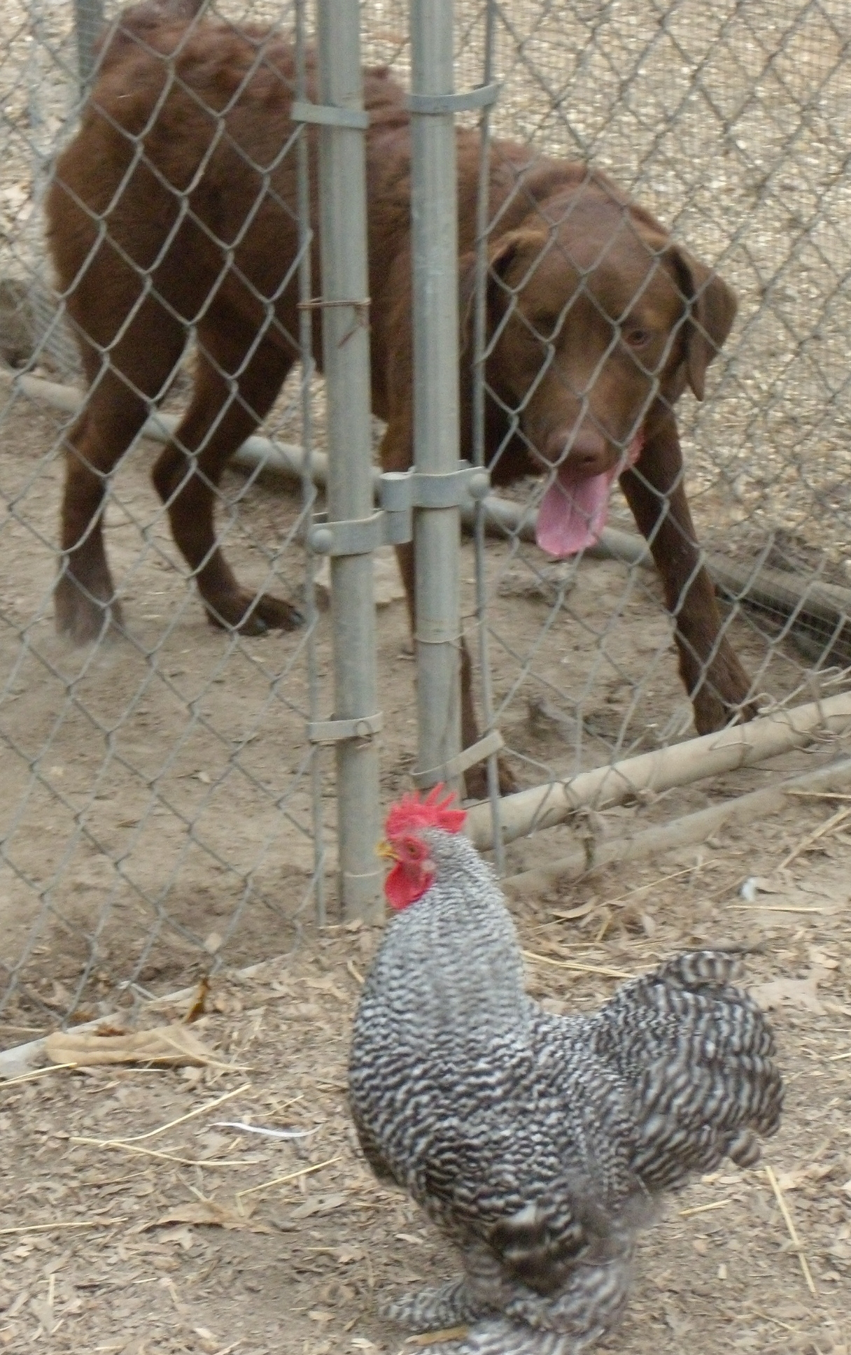 B.B. tempting fate or taunting Dutchess...