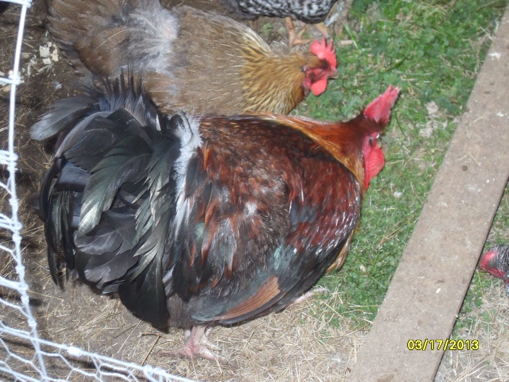"B" - Ben, this boy is HUGE!  Lost some tail feathers over the winter so he looks rough in the pics.