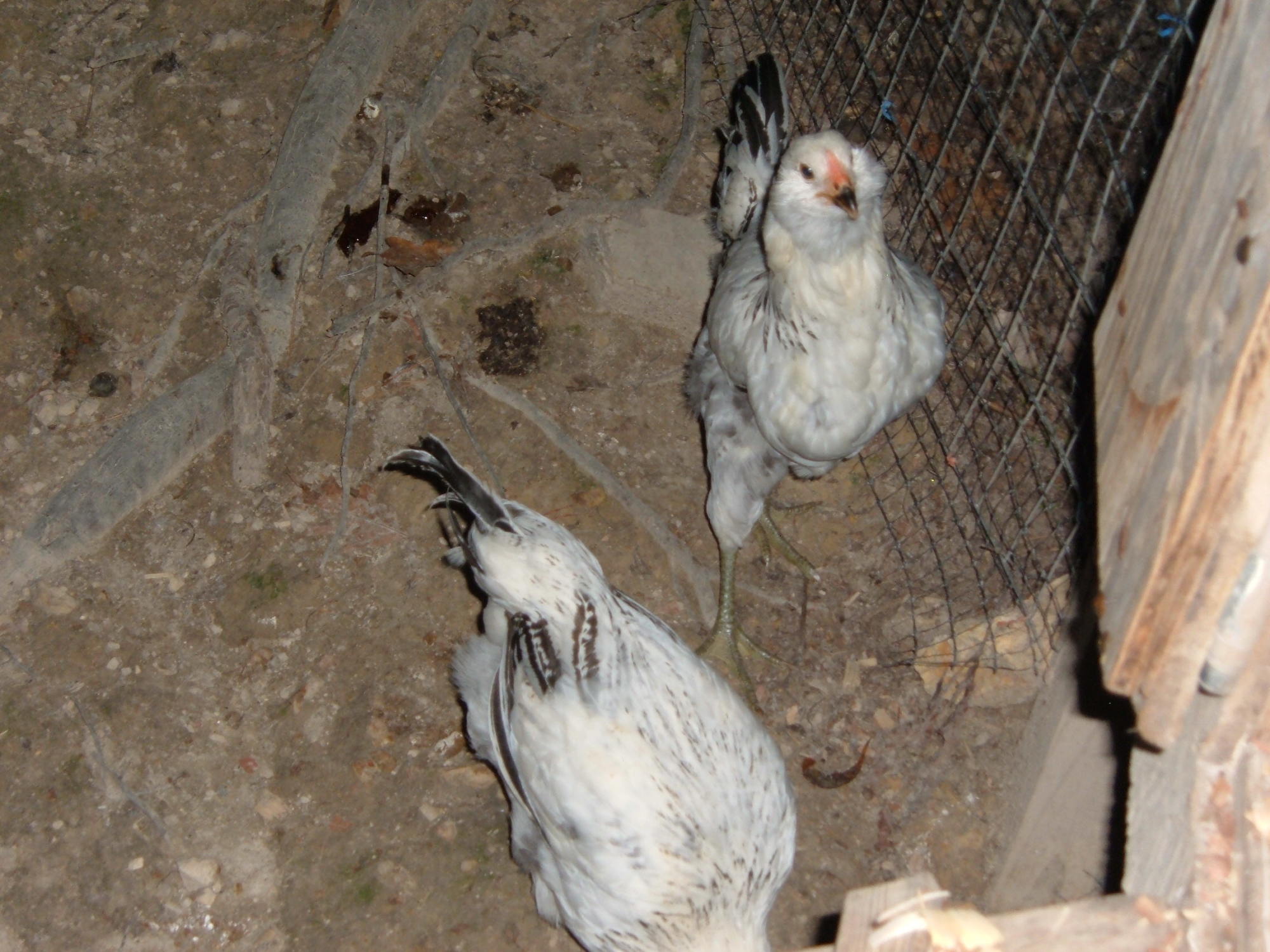 B on top & A on bottom (note the 2 pointy tail feathers)