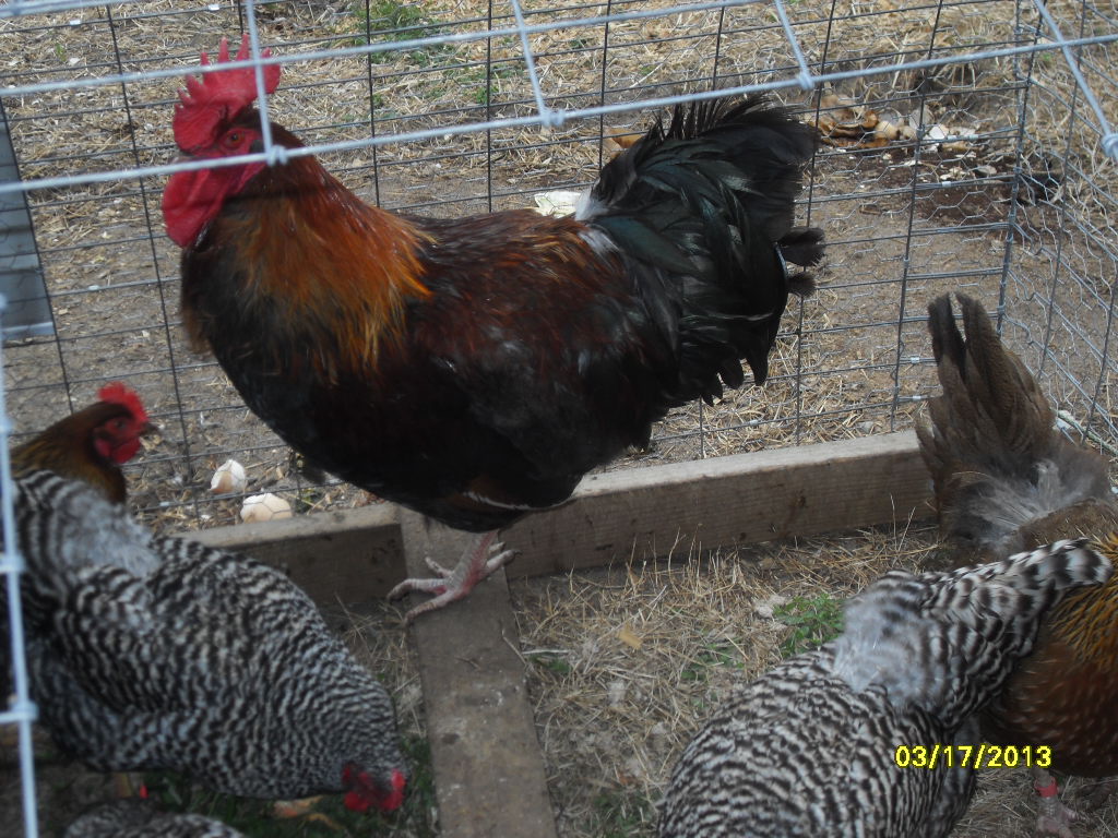 "B" - Red Dorking cock (Ben, 2012, out of Wetterstroem) and 2 Red Dorking hens (2012, out of Wetterstroem).  Also shown - 3 Dominique hens (2012, not being used for breeding this year).
