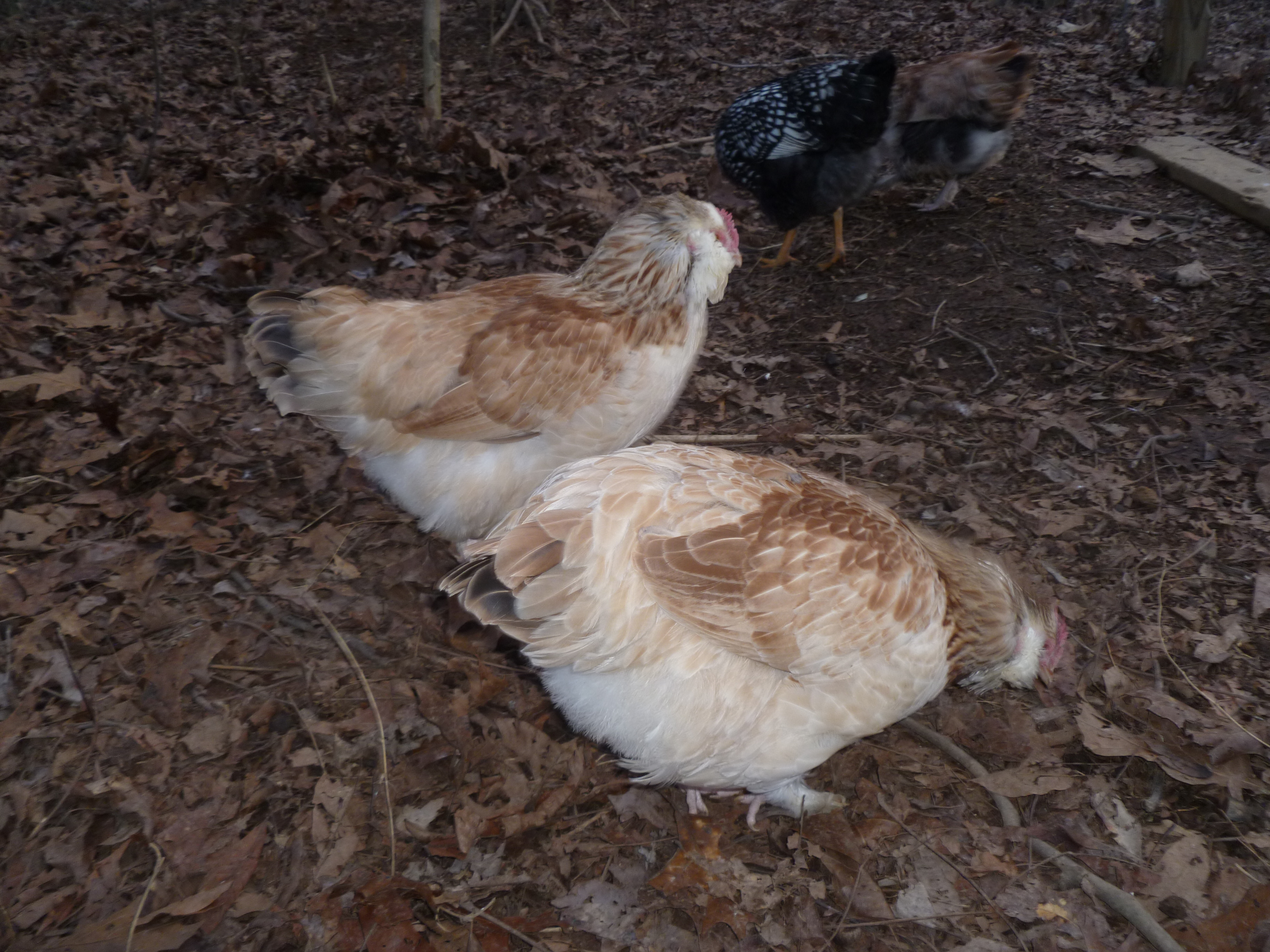 Babbette and Collette