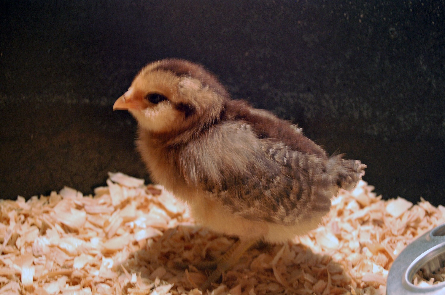 Babe, Amaraucana 2 weeks
