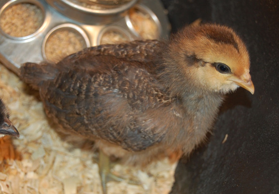 Babe, Amaraucana 3 weeks