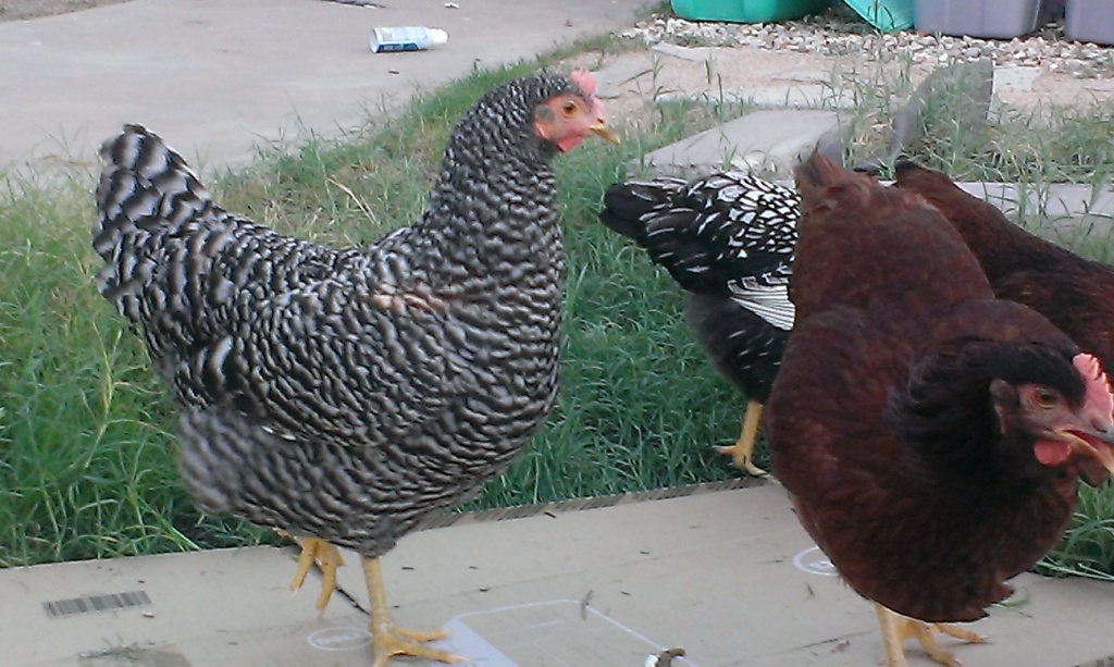 Babe - Barred Rock with Tiny (Production Red)  The sweetheart