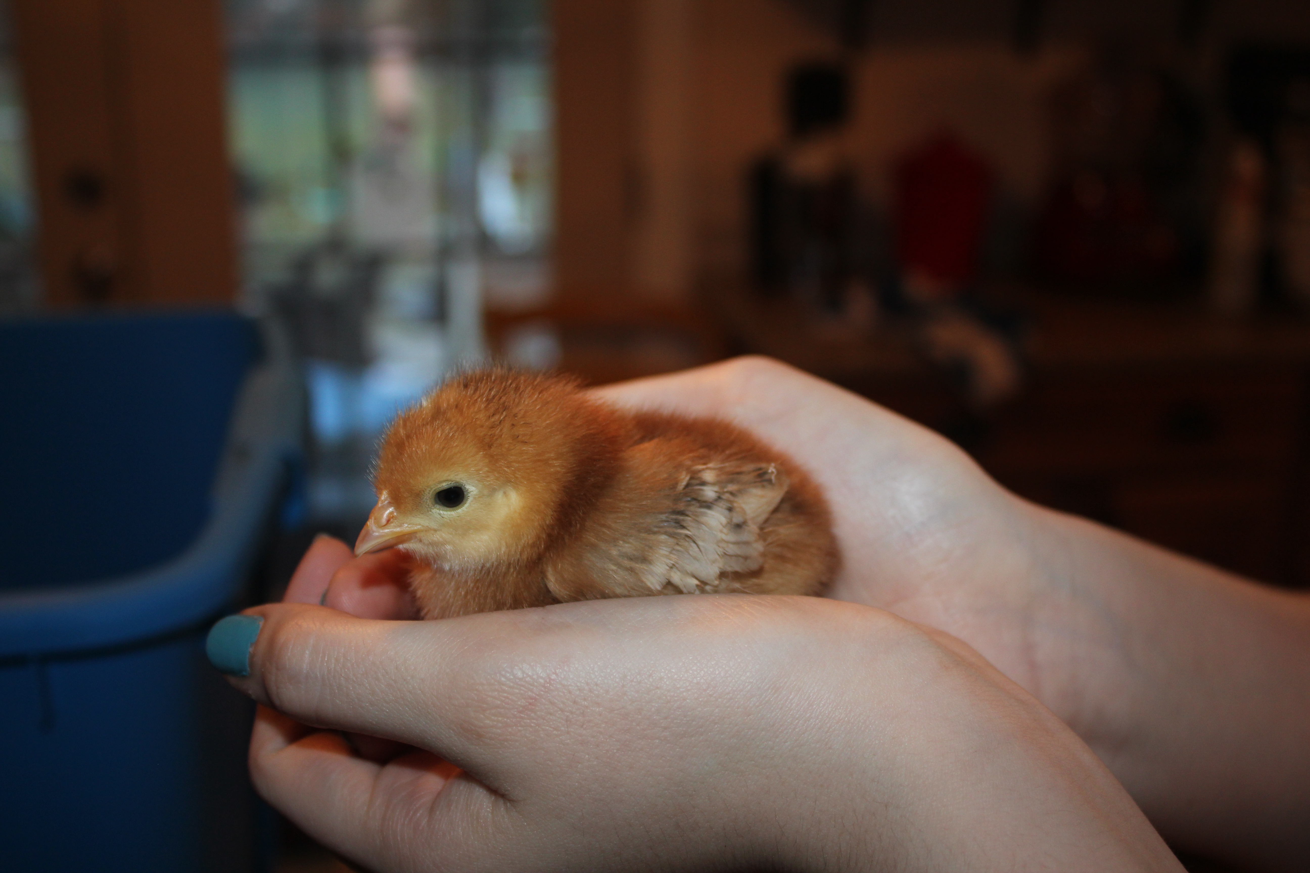 Babette - Production Red