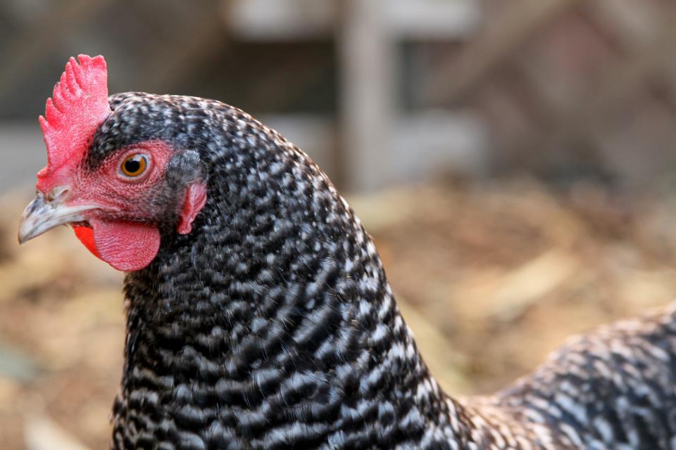 Babette the Barred Rock.
