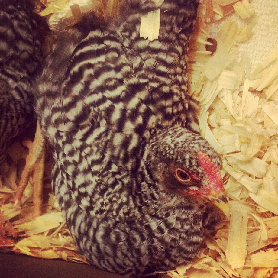 Babies are growing up!