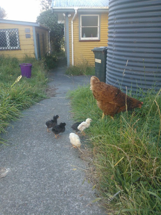 Babies being introduced to the big world by mama.