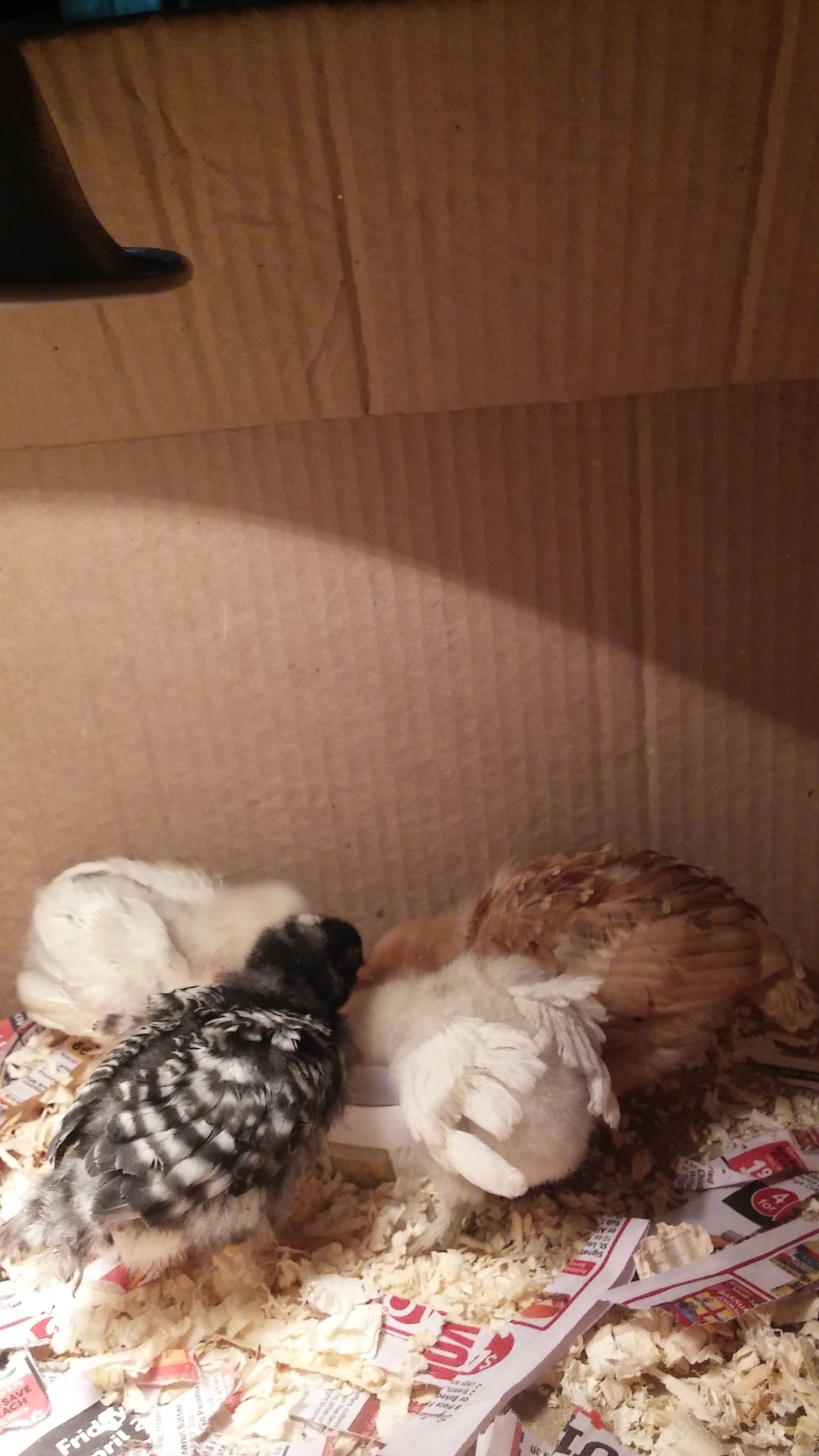 Babies digging in