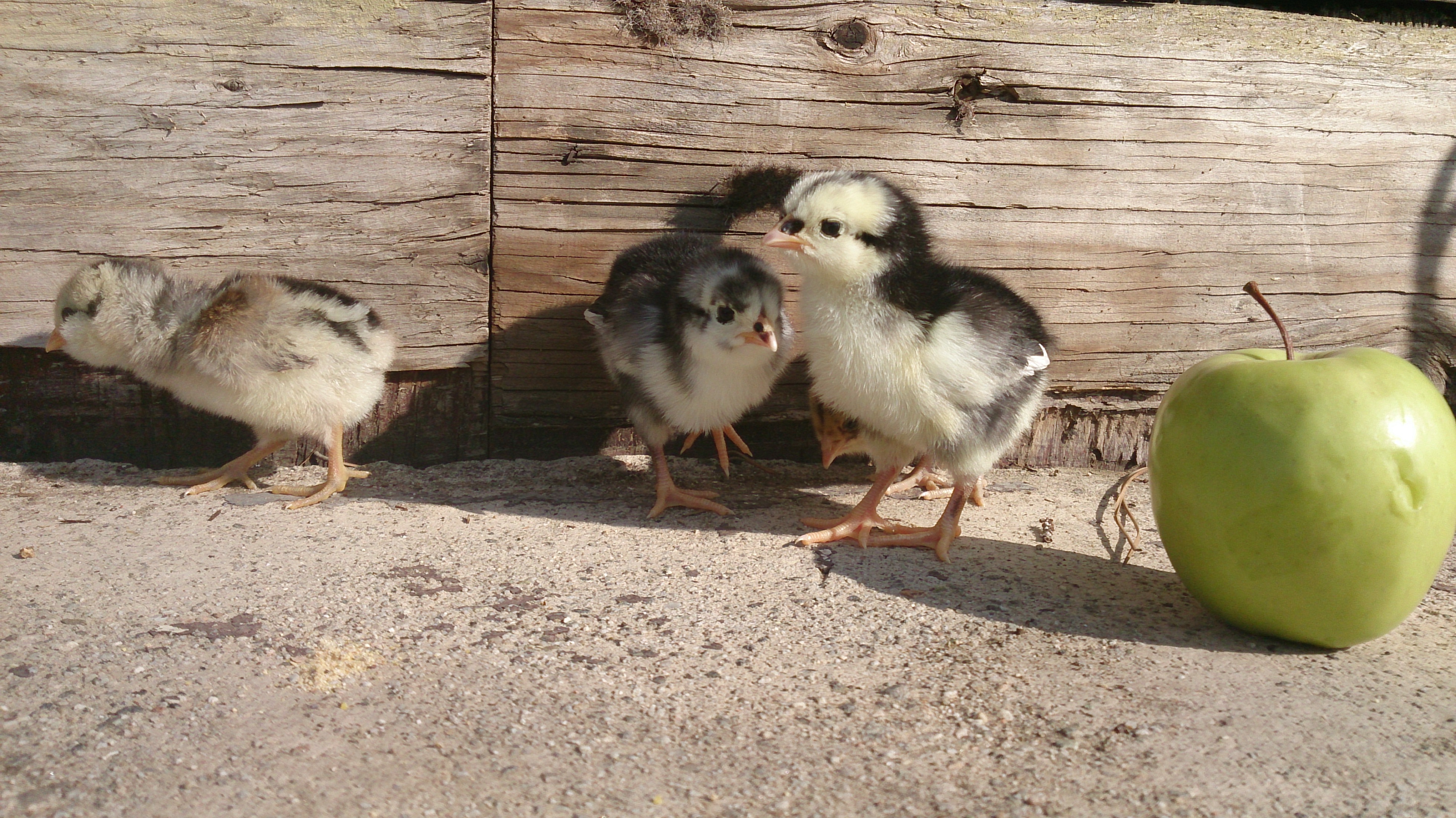 Babies first outing to the front porch