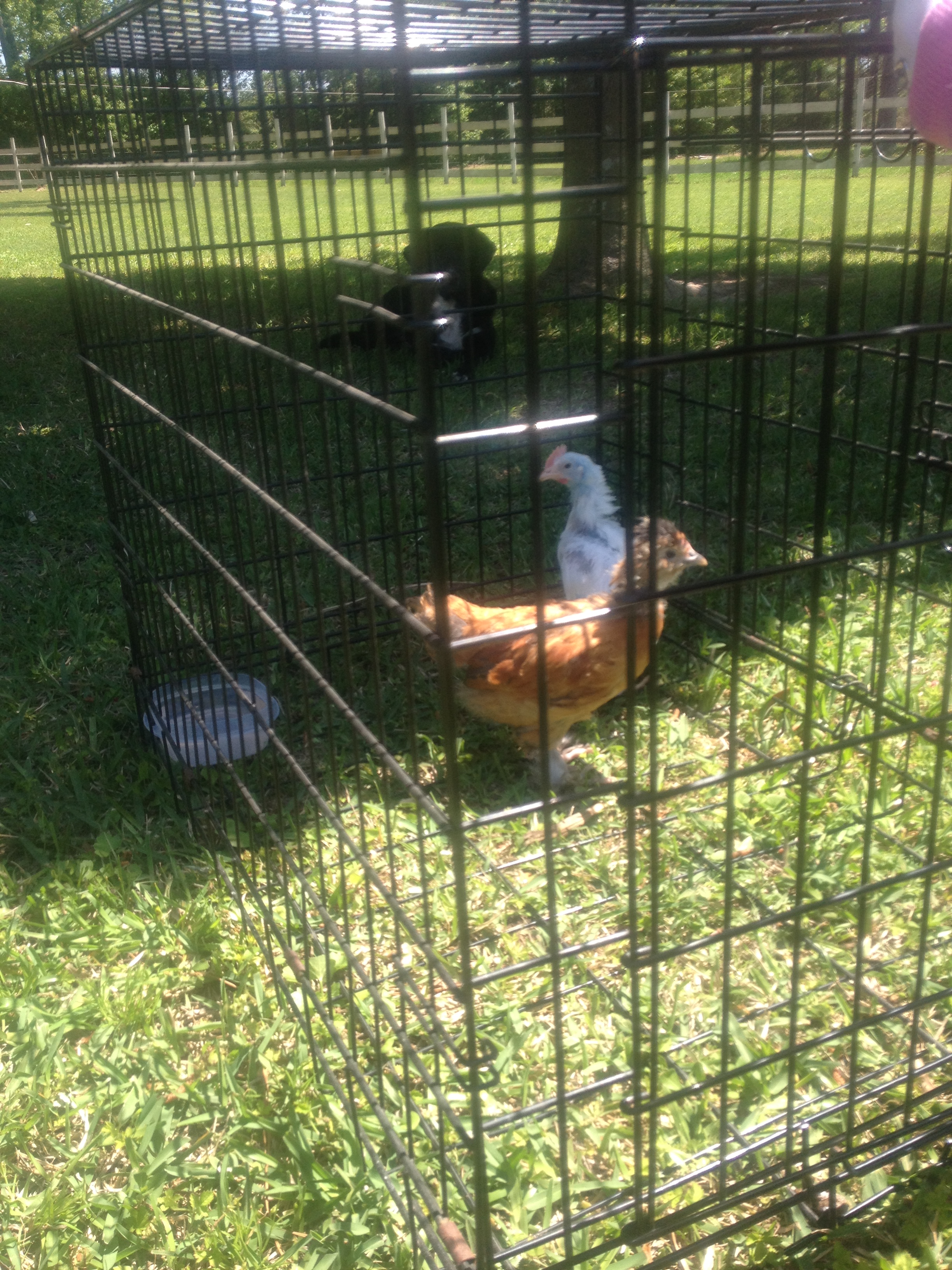 babies getting fresh air!