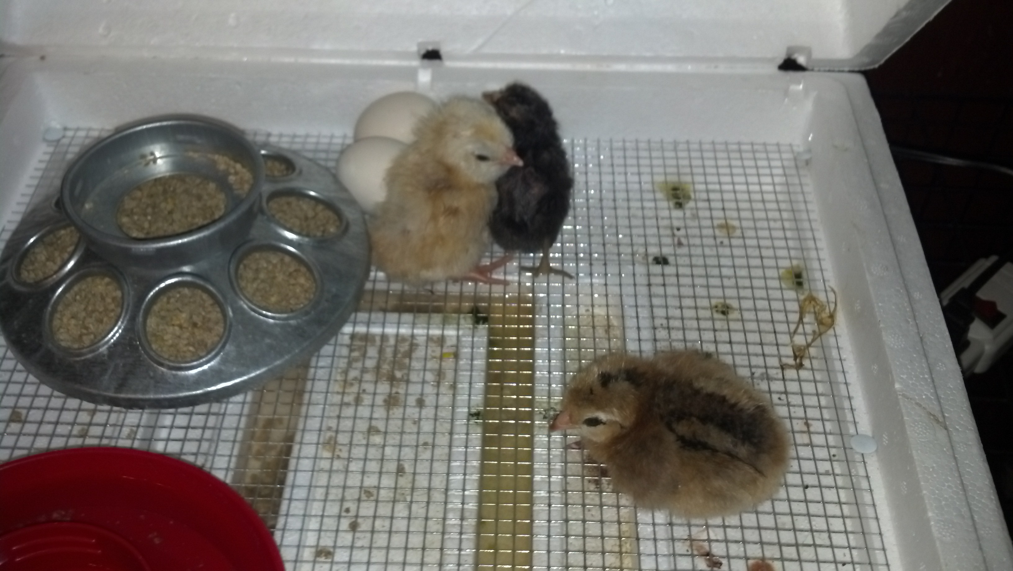 babies hatched june 25