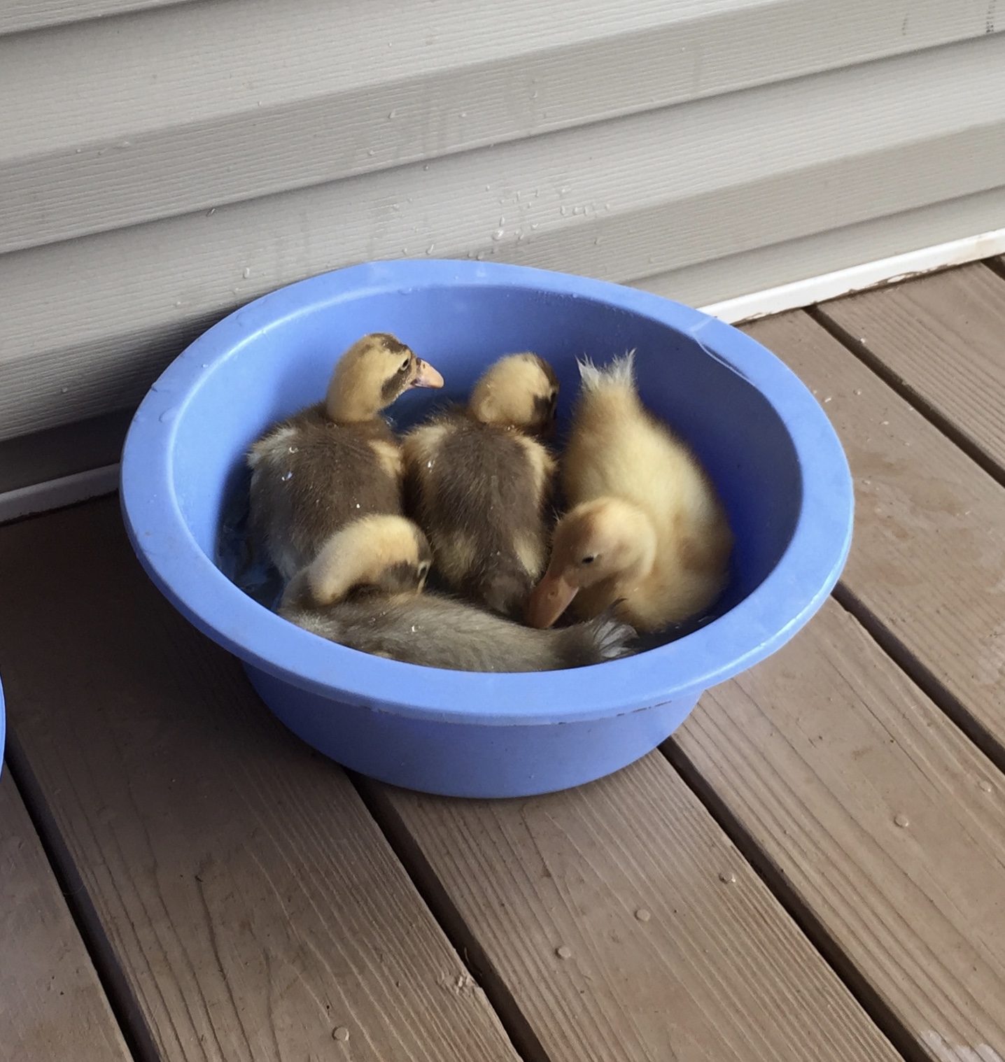 Babies in a basin