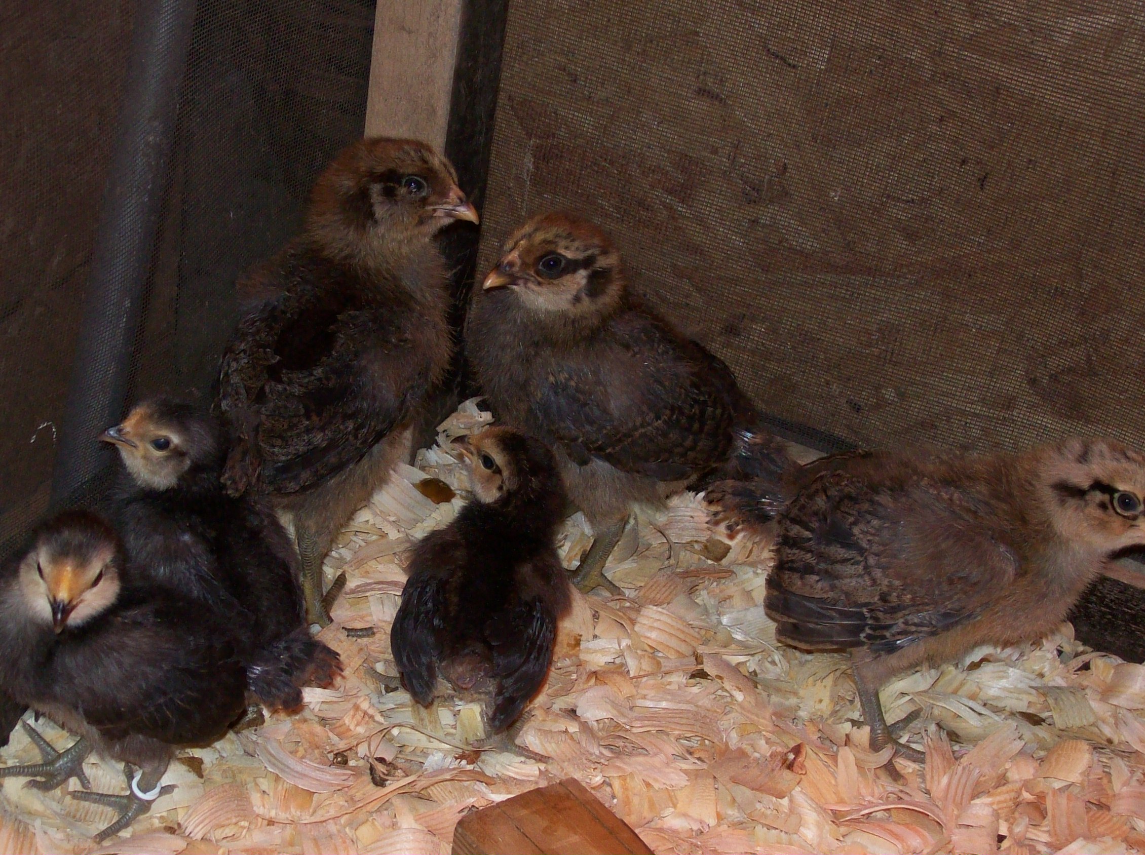 Babies in brooder box