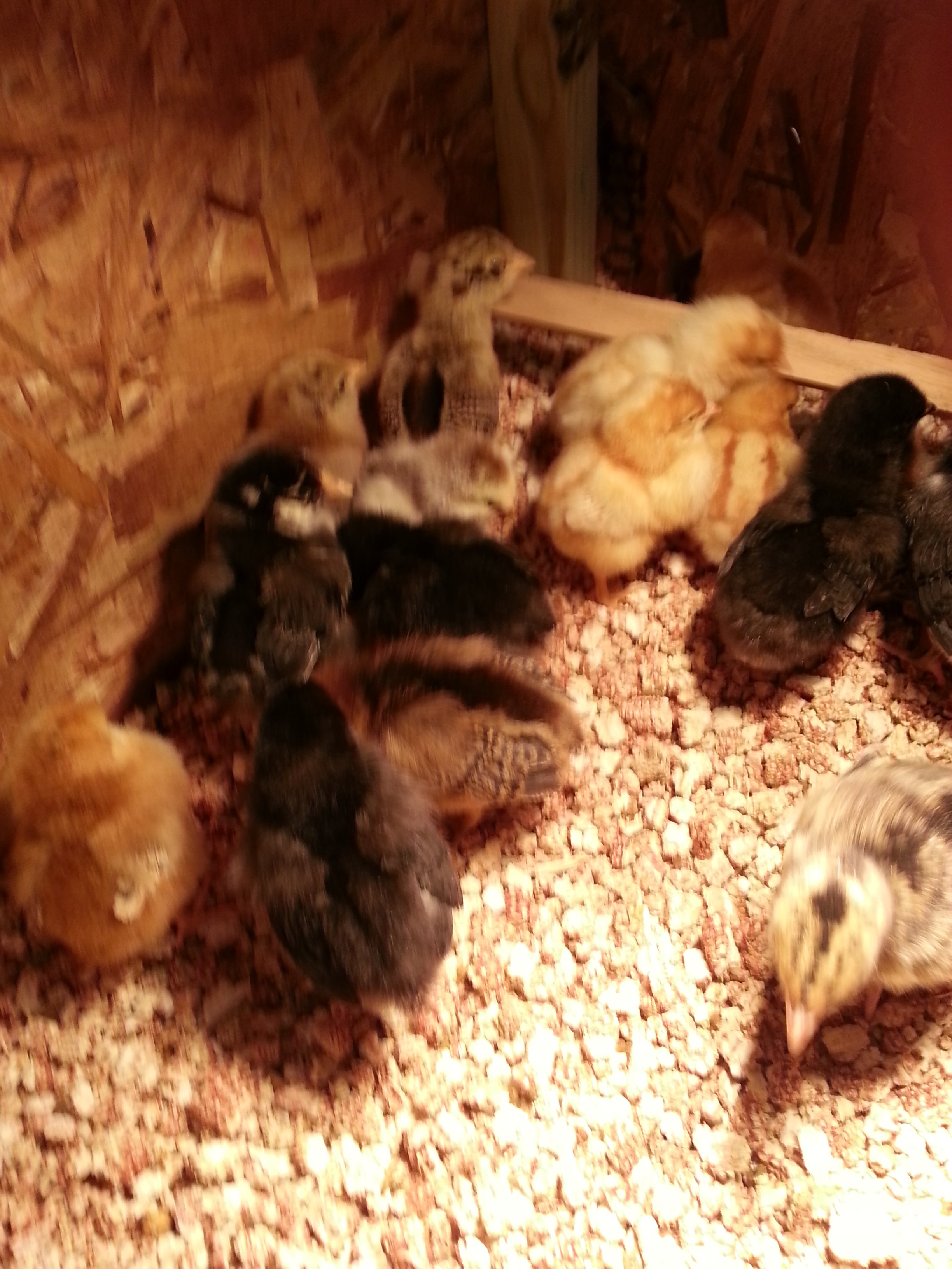 Babies in the brooder. They are only 4 days old.