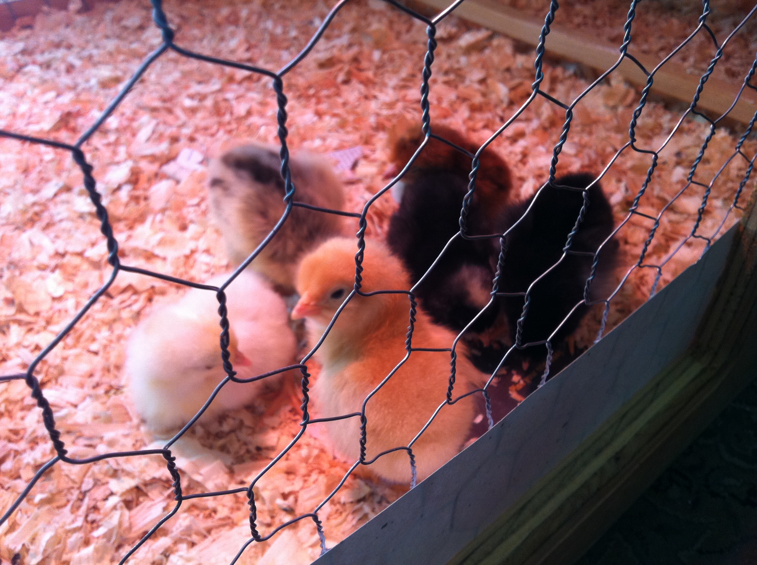 Babies in the brooder!