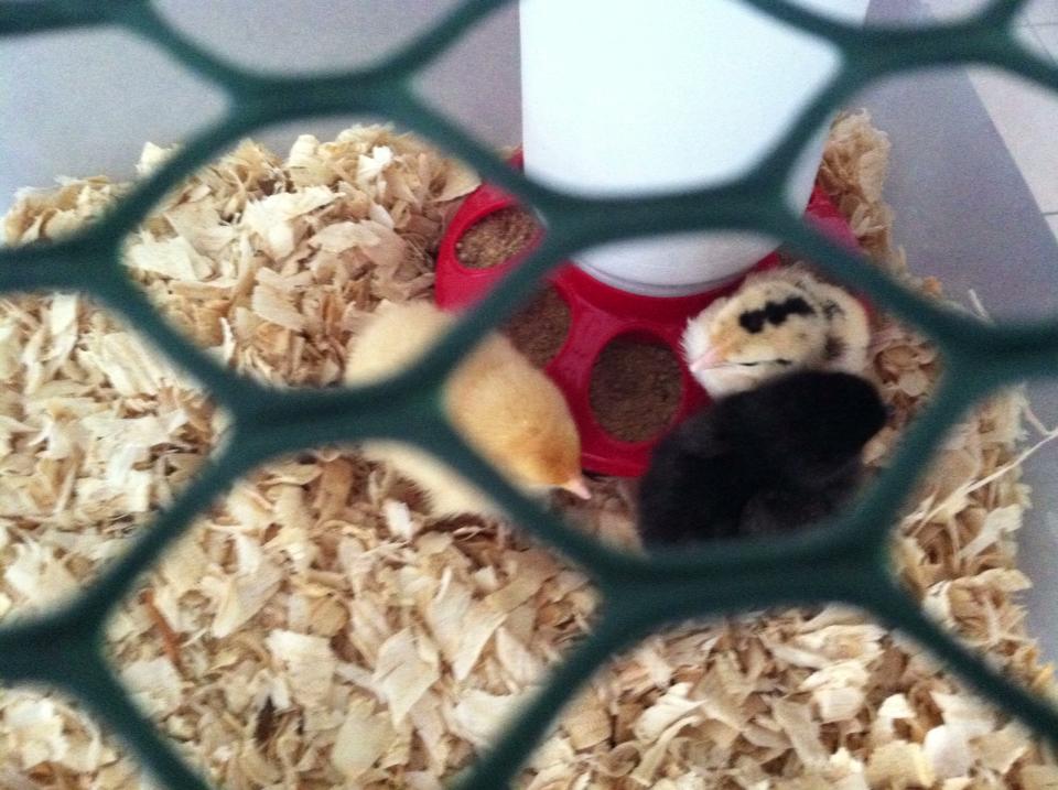 babies in the brooder.