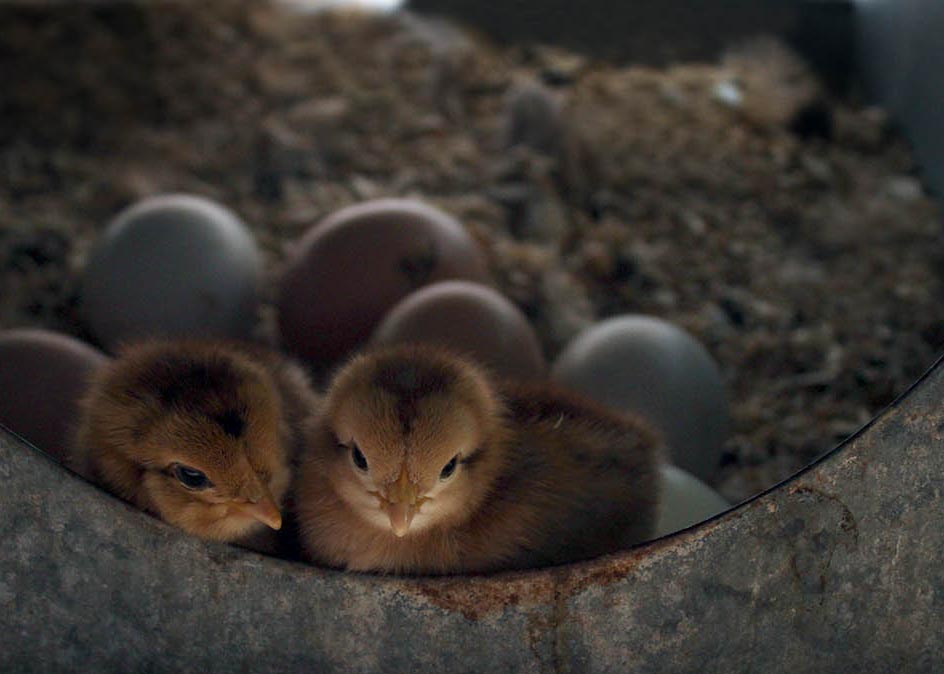 Babies In The Coop 1