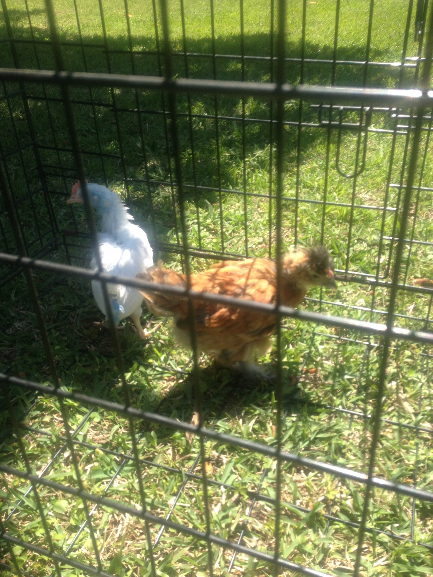 babies in the fresh air (leghorn rooster and easter egger)