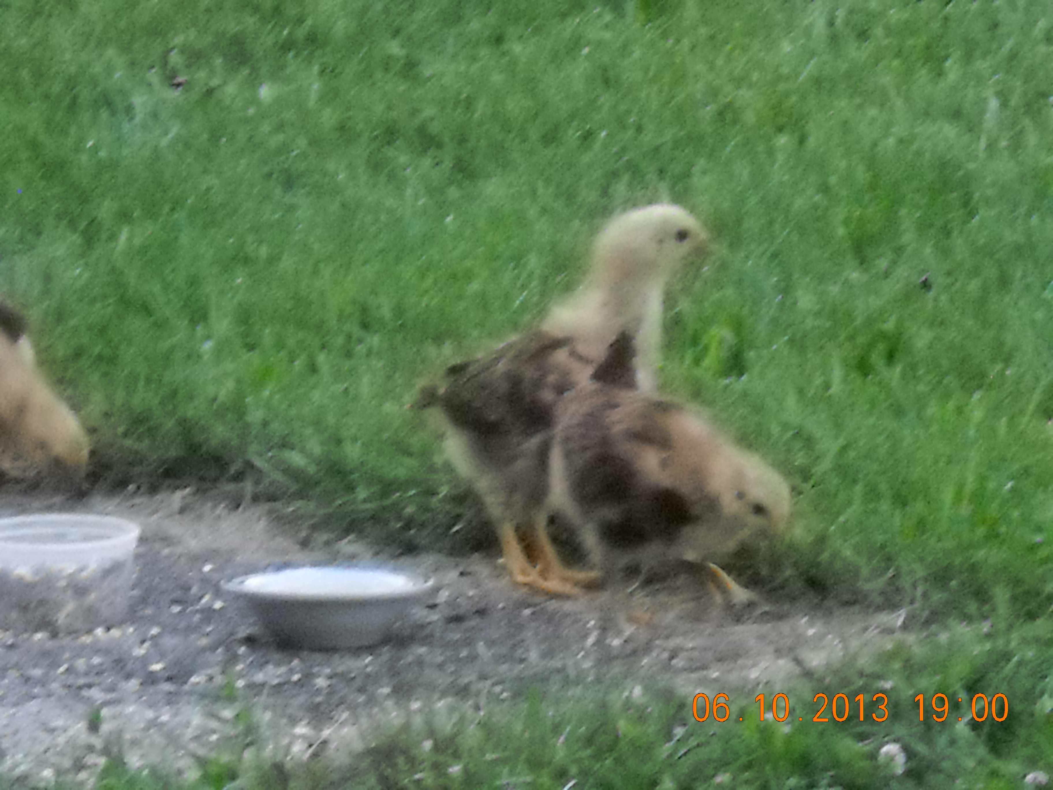 Babies learning life.