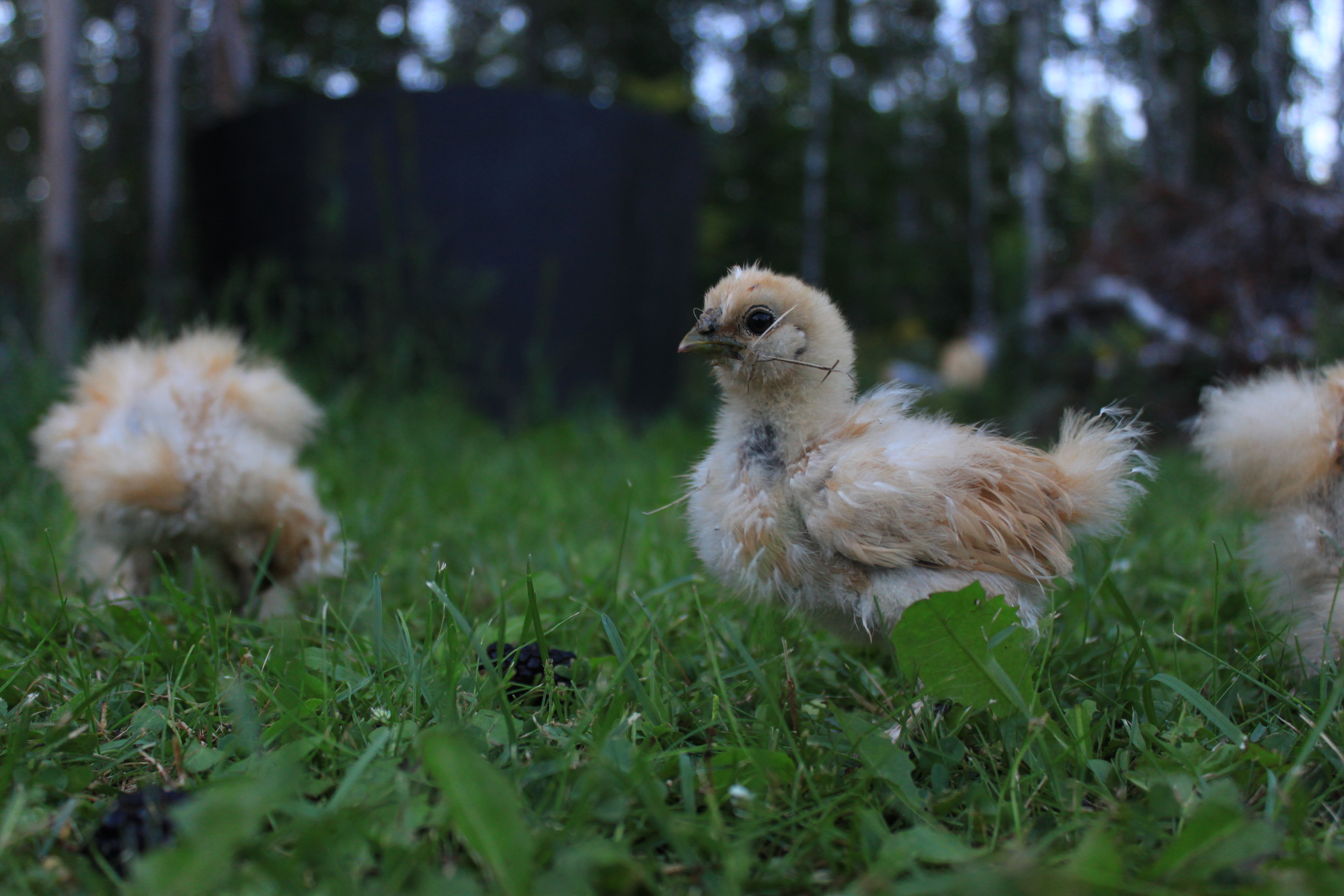 Babies love their yard time. Aggressive foragers.
