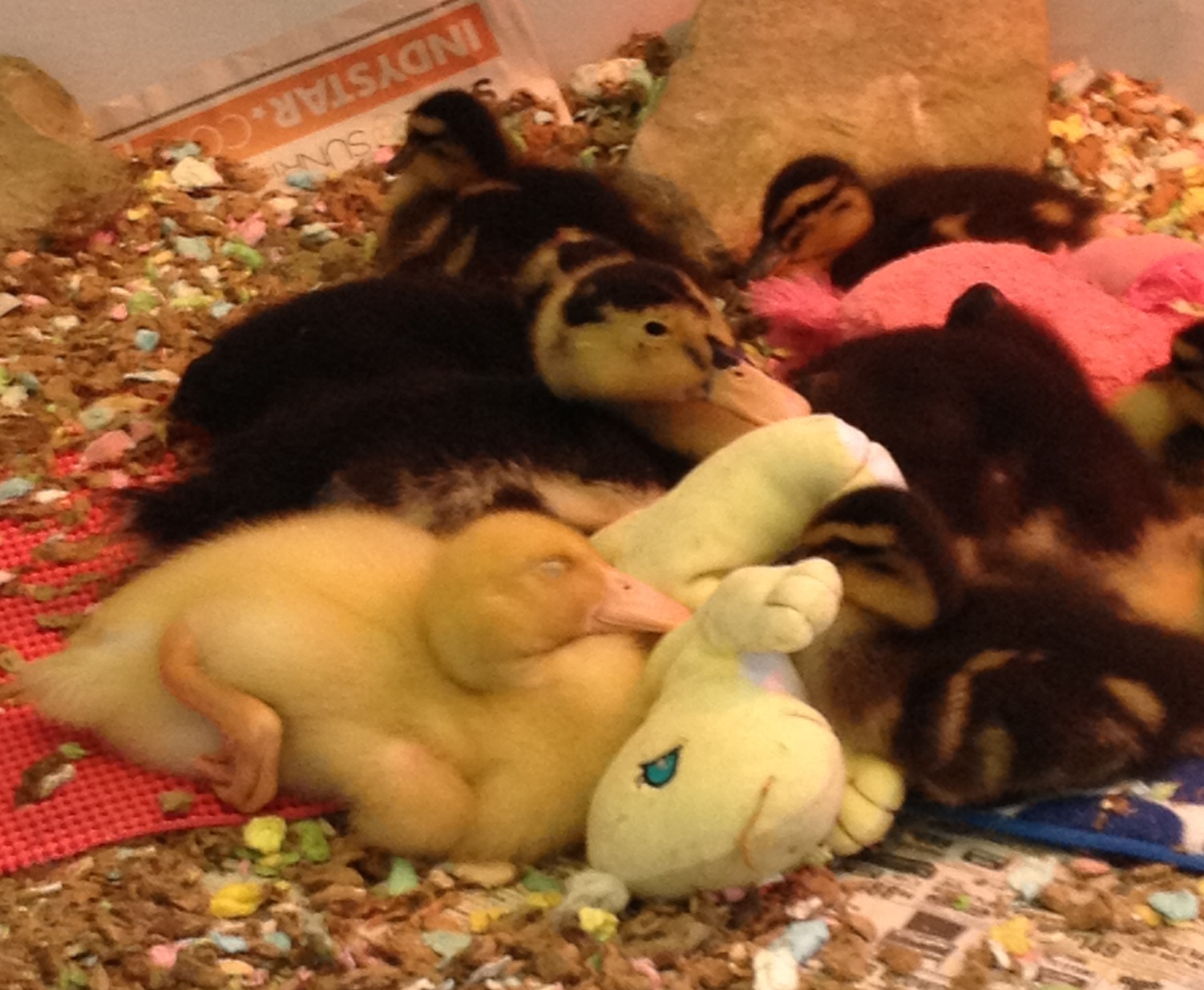 Babies napping with their Dino