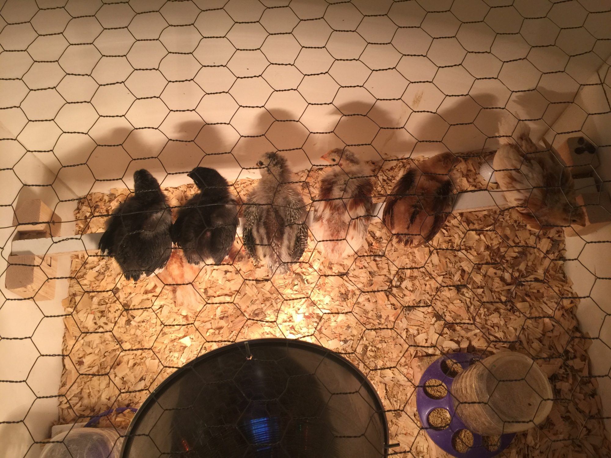 Babies roosting