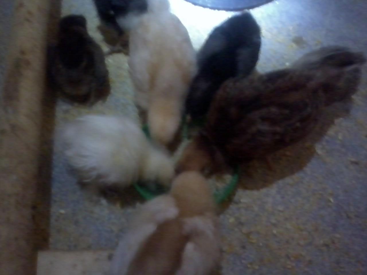 Babies. Silkie, RIR ,Buff Opington, Cinnamon queen, 2 cuckoo marans, 2 Easter eggers.