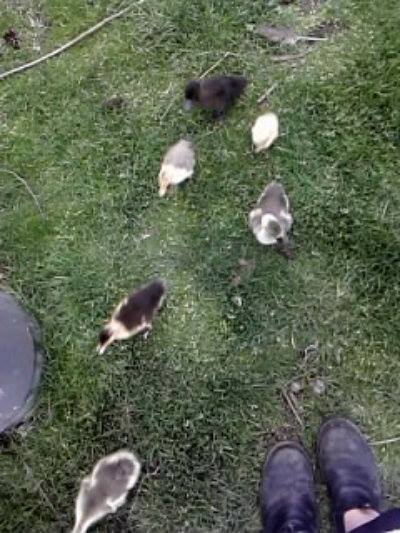 Babies! They follow me around in the Yard.