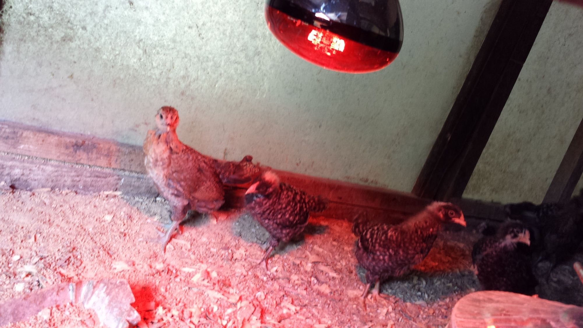 Babies under the light