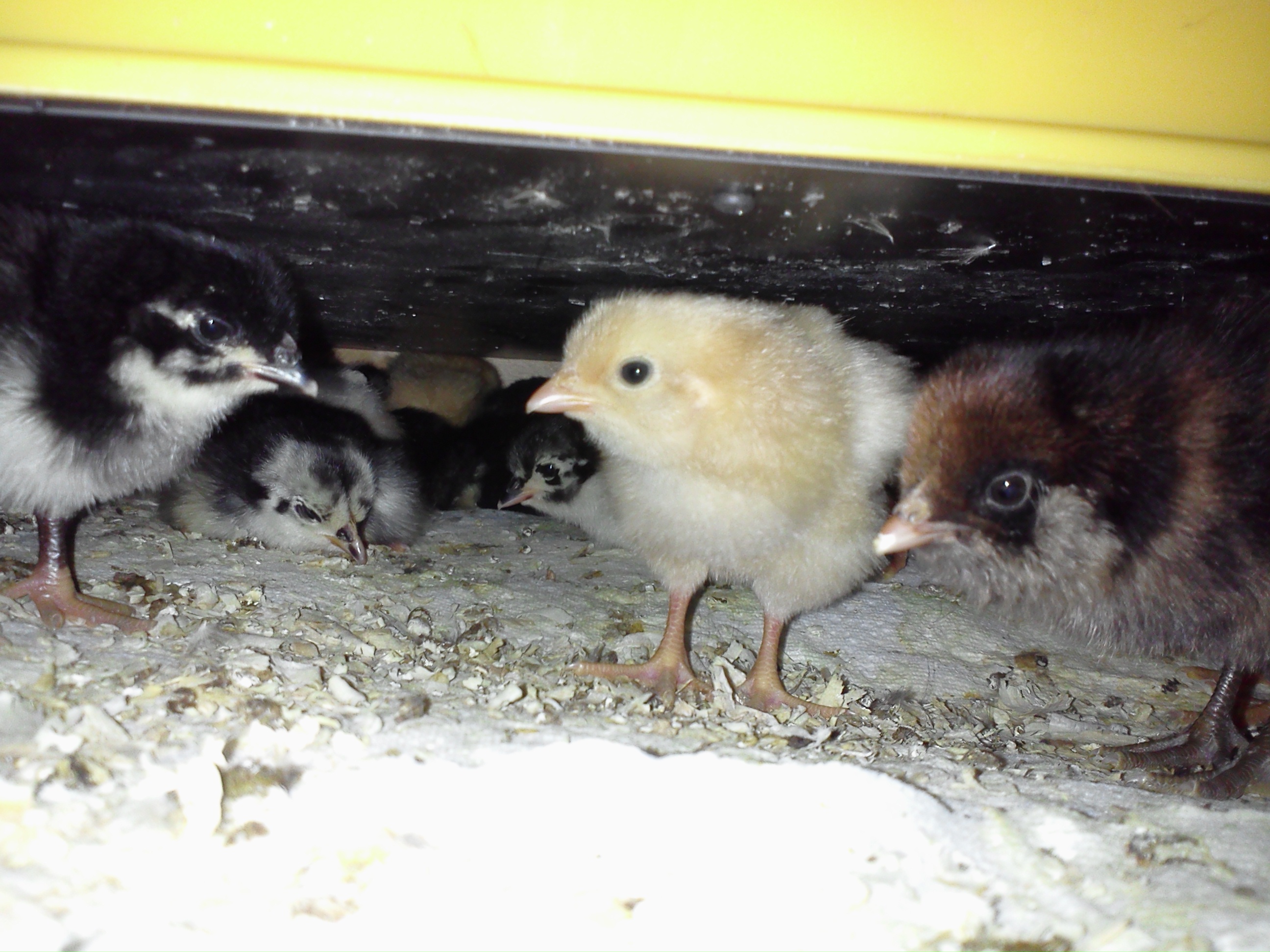 Babies warming up under "momma" heat