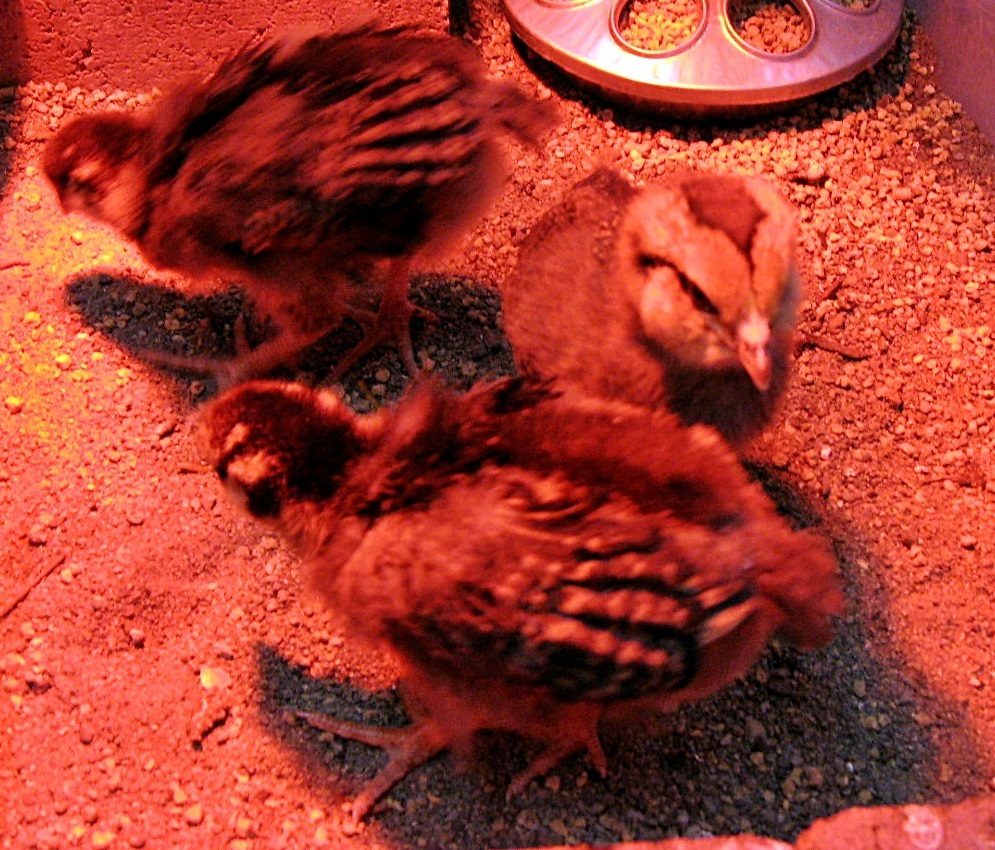 Babies! Wilma, Winnie, and Cleo.