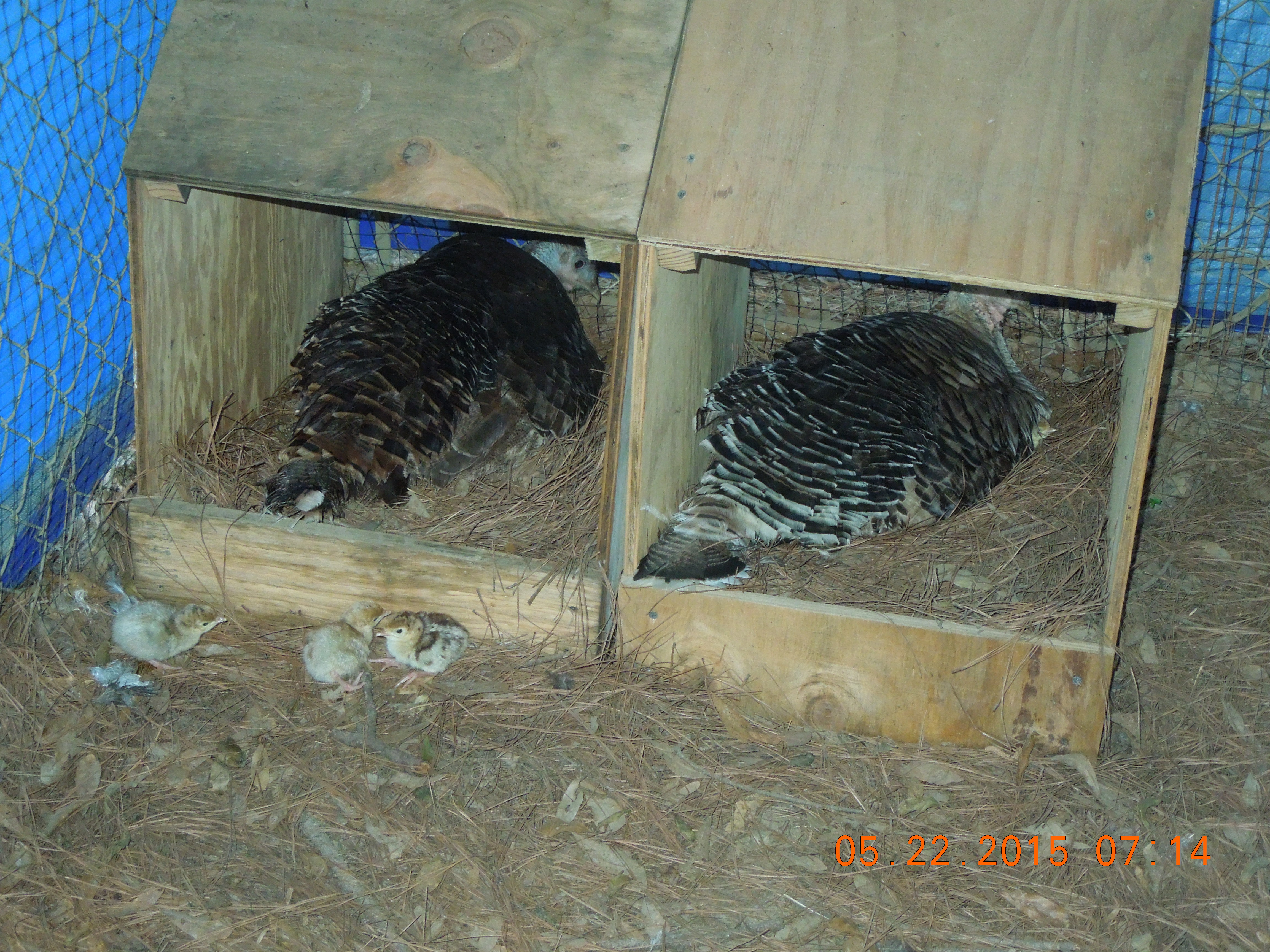 Babies won't stay in nesting box