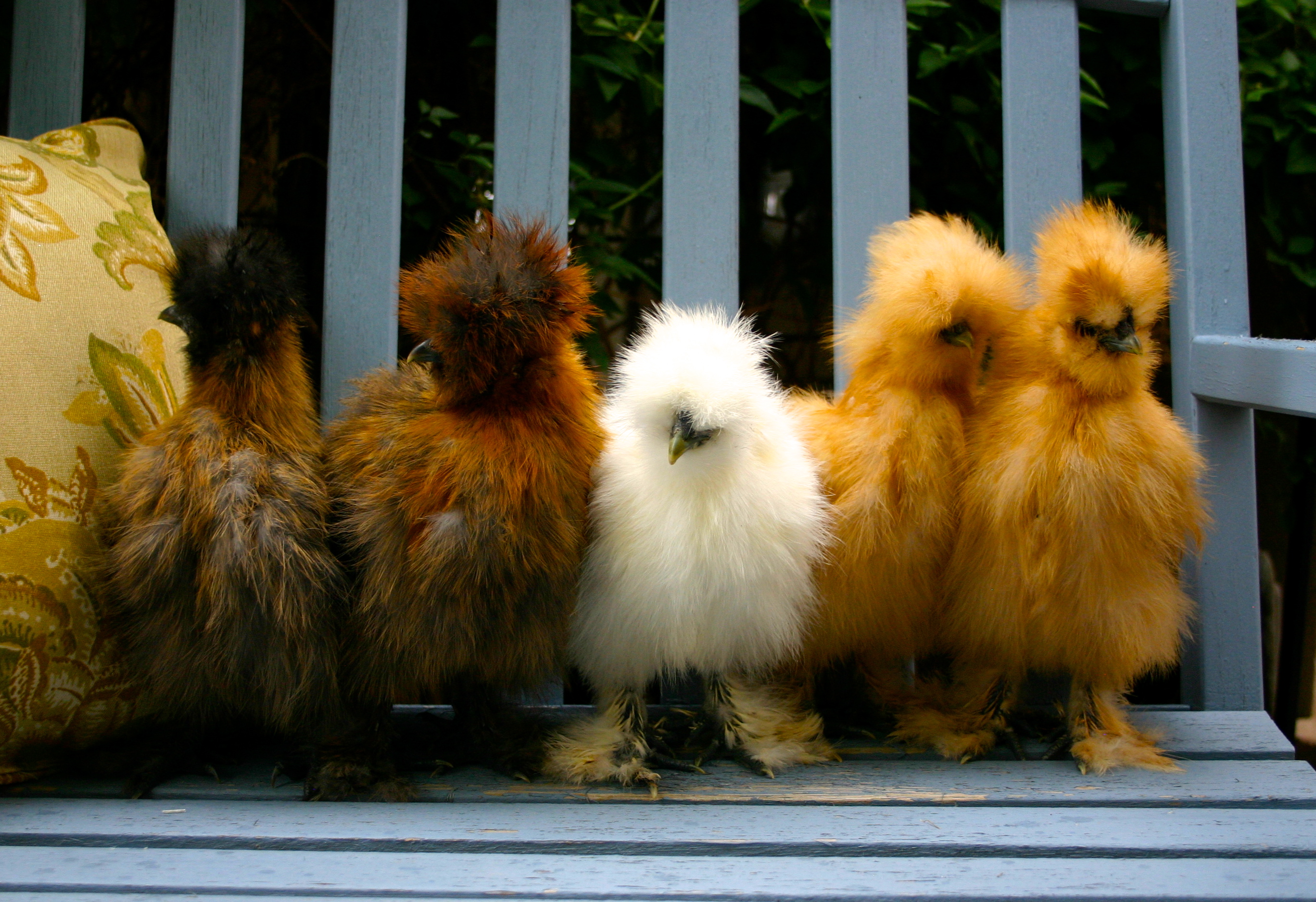 Babies!!!