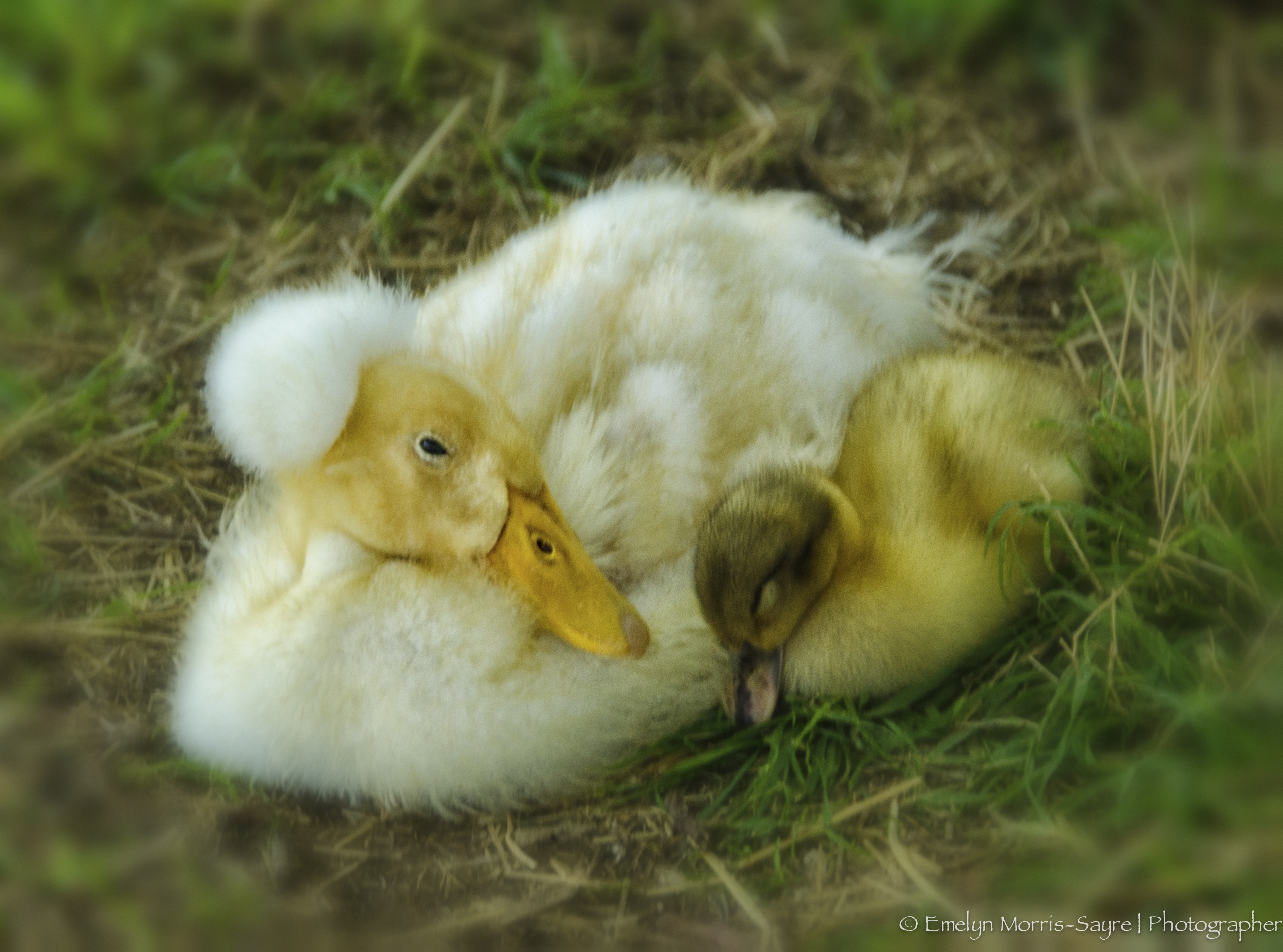 Babies!