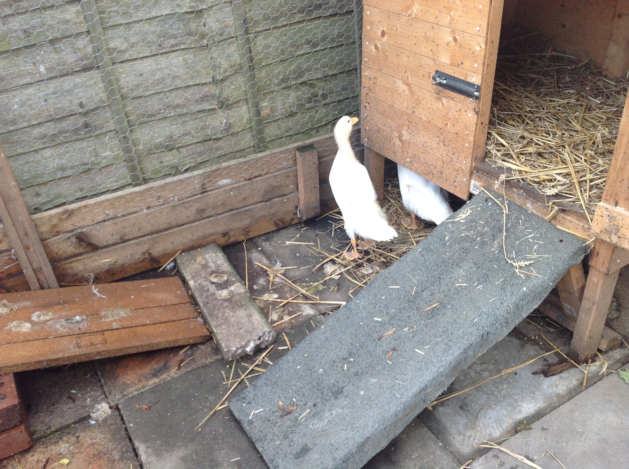 Babs emerges to take a look whats going on