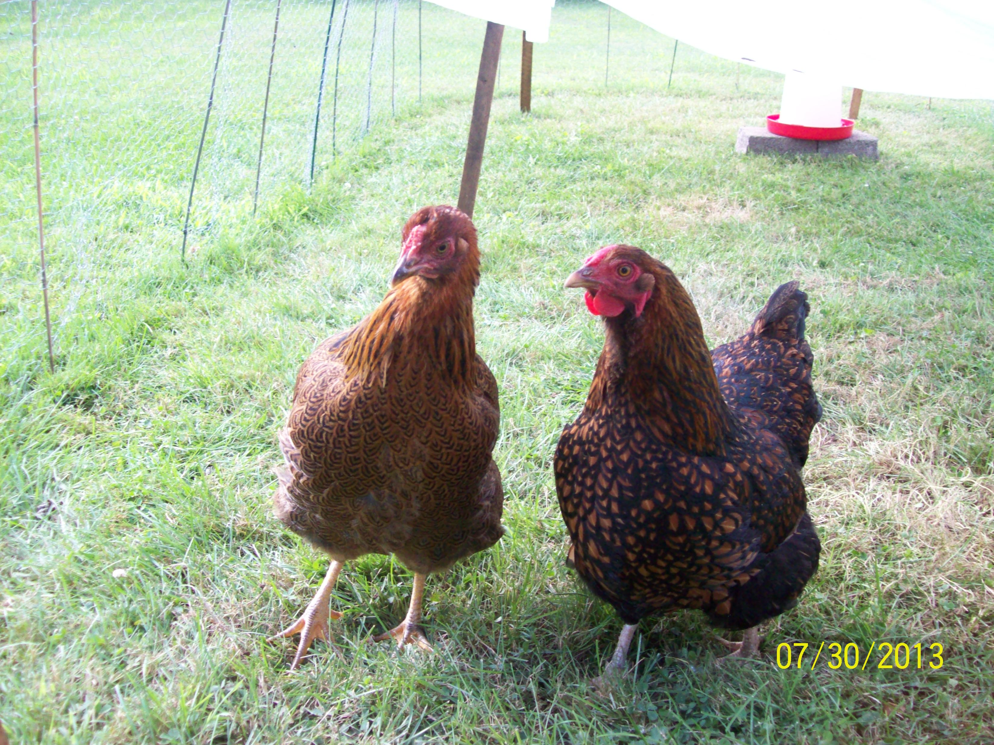 Babs -Left @ 9 months, Ginger-Right@ 11 months