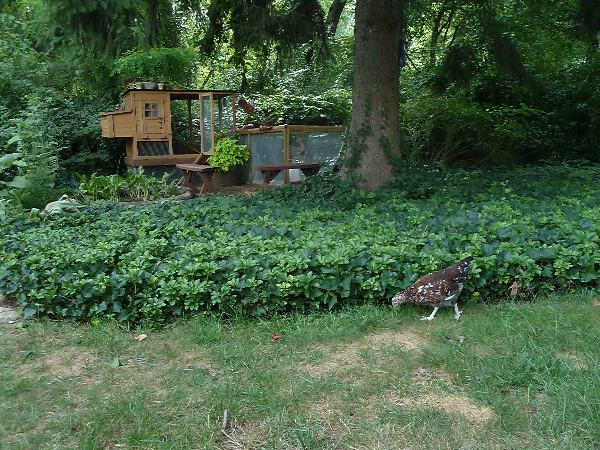 Babs on her first forage in the yard.