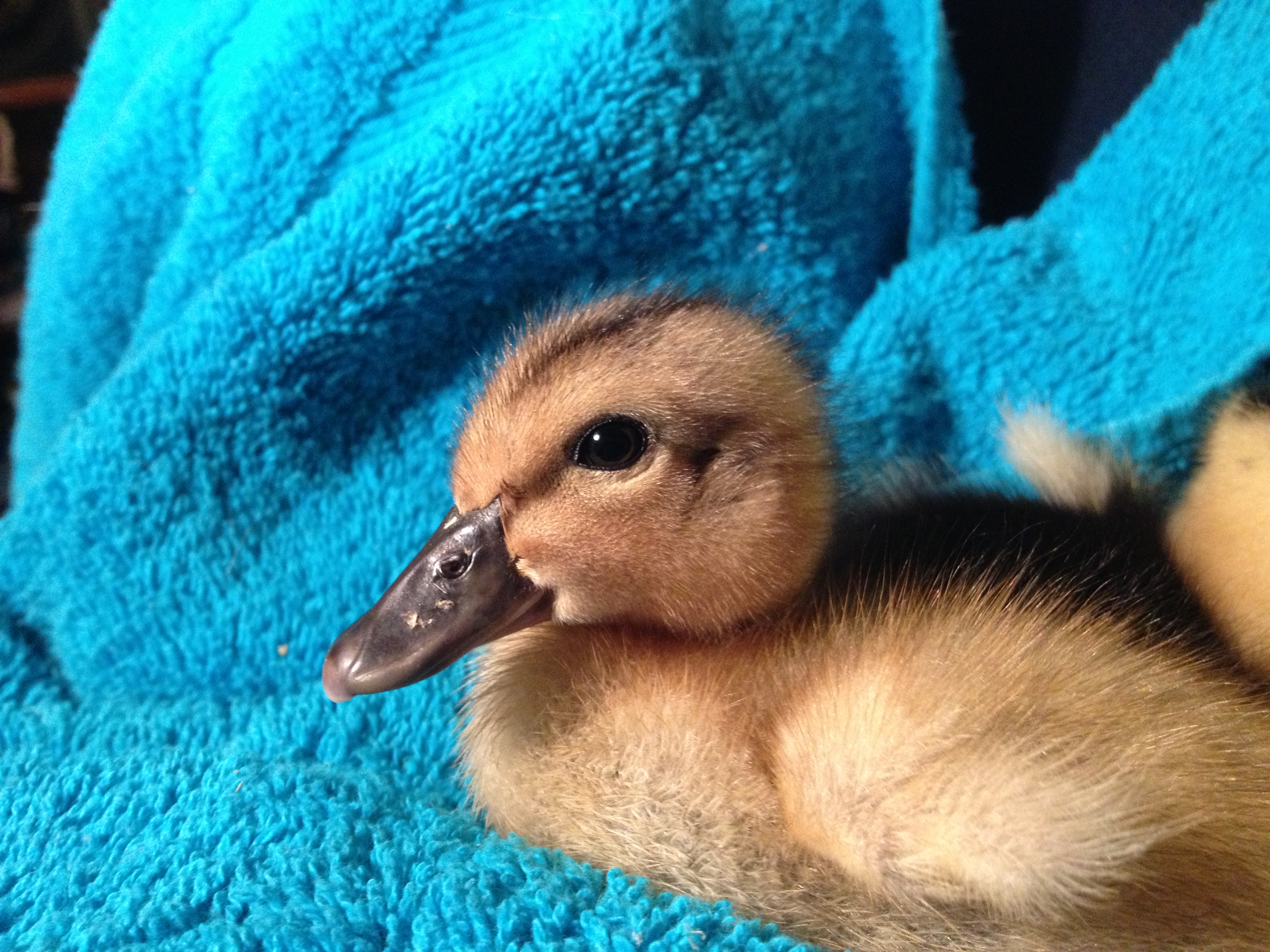 Babs our week old buff